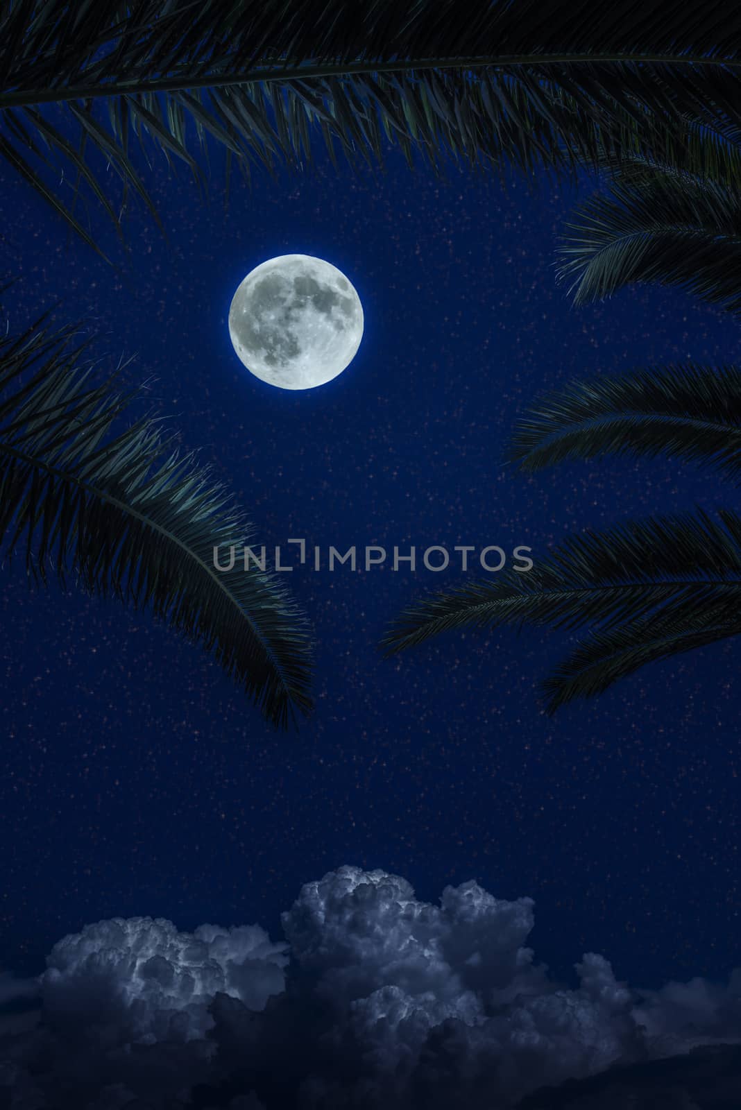 Moon and clouds in the night. Illuminated palm leaves. Moonlight background. Dark blue backdrop.