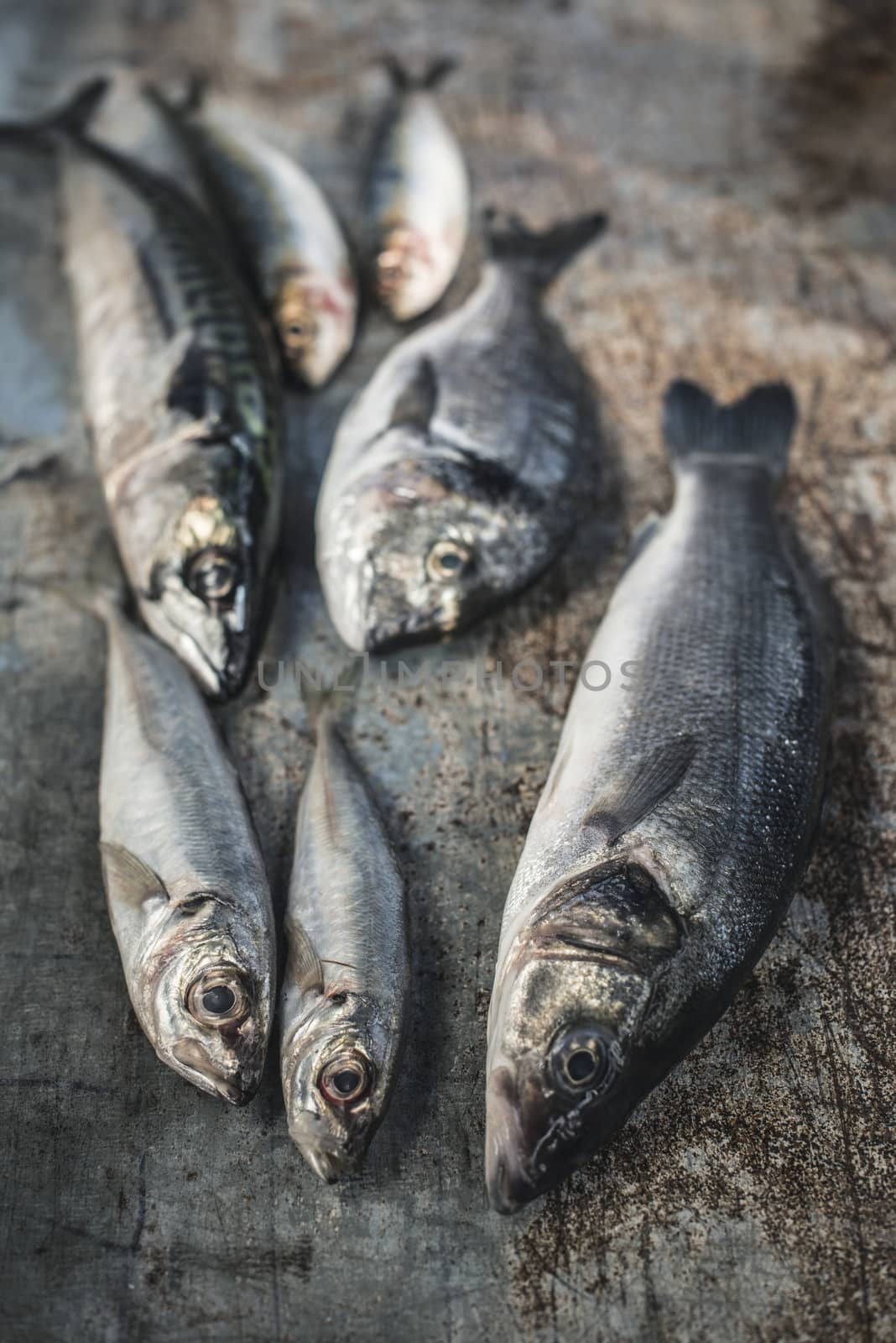 Raw fish. Sea bream, sea bass, mackerel and sardines on dark metal background. Lemon and herbs near the fishes. Natural light. Close-up shot.