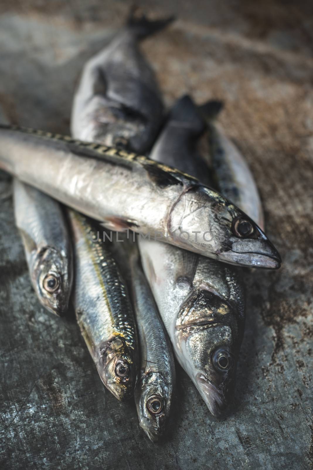 Raw fish. Sea bream, sea bass, mackerel and sardines on dark metal background. Lemon and herbs near the fishes. Natural light. Close-up shot.