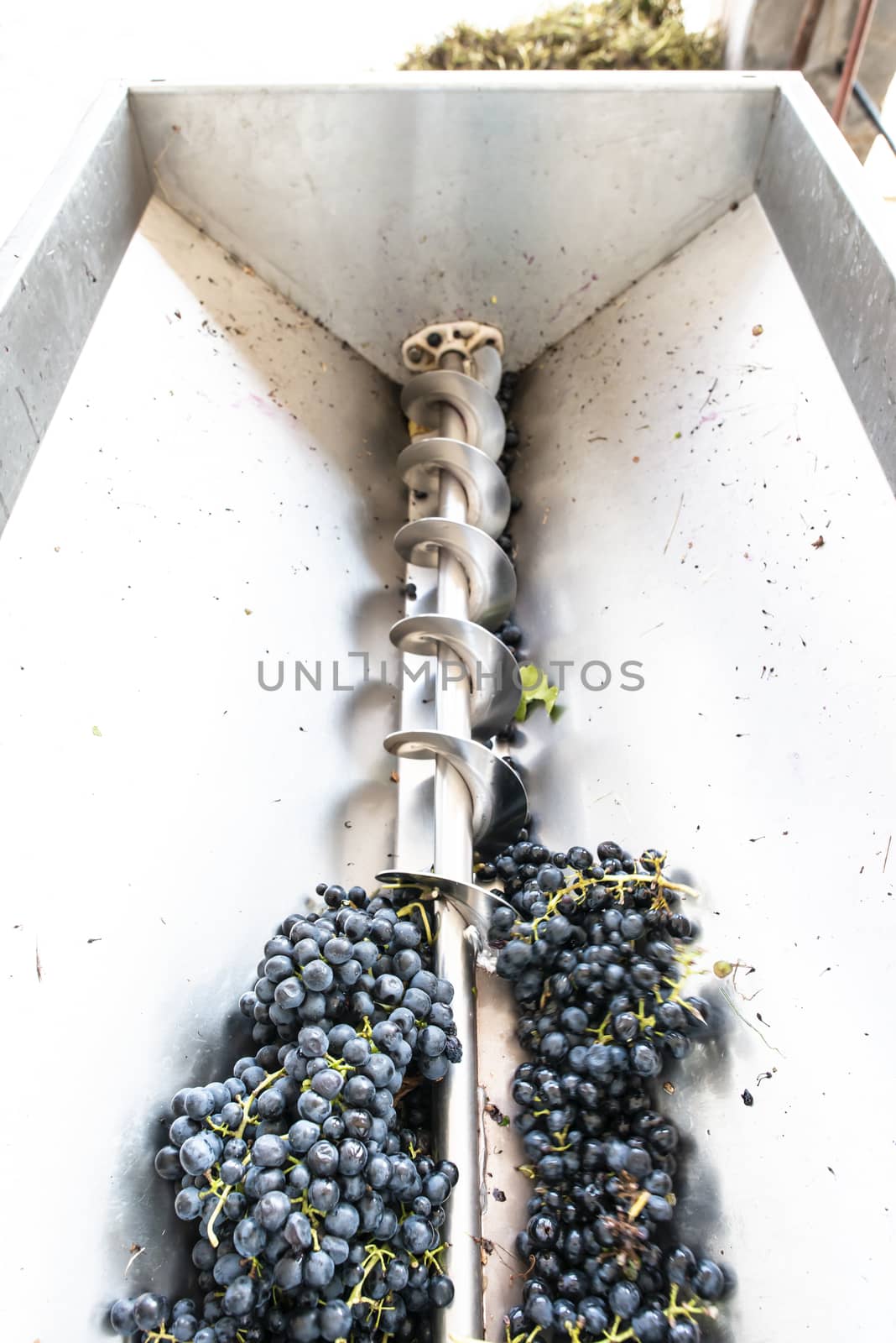 Grape crushing machine in a winery. 