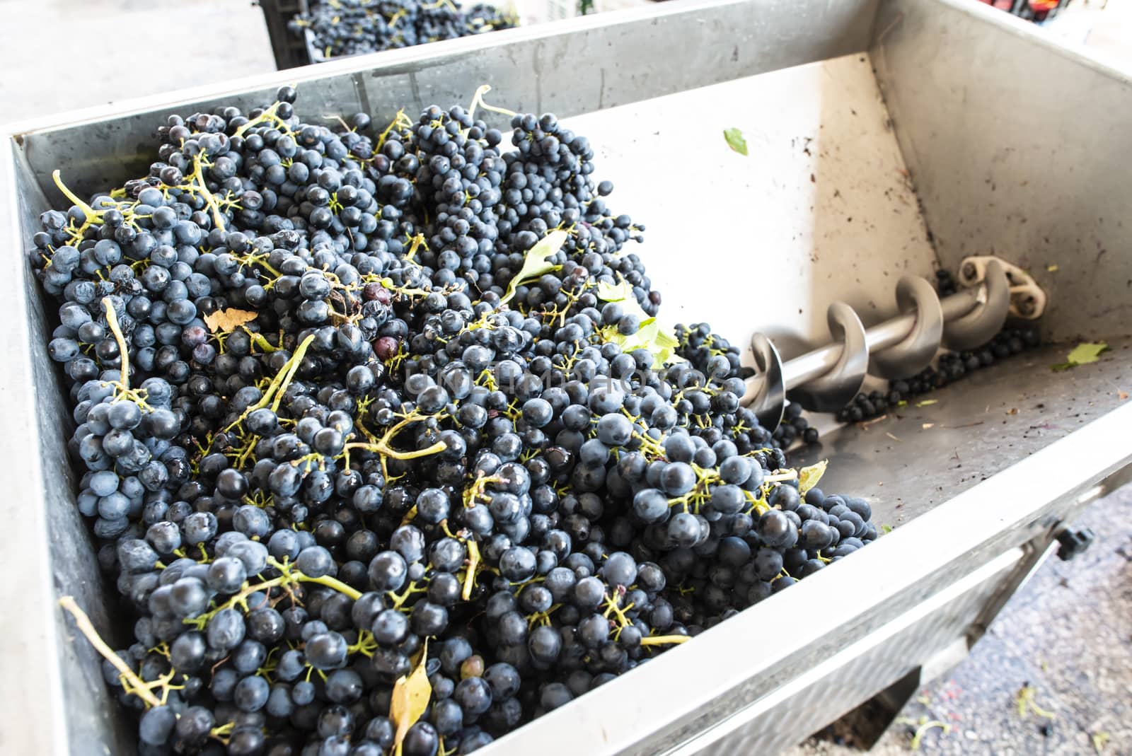 Grape crushing machine in a winery. 