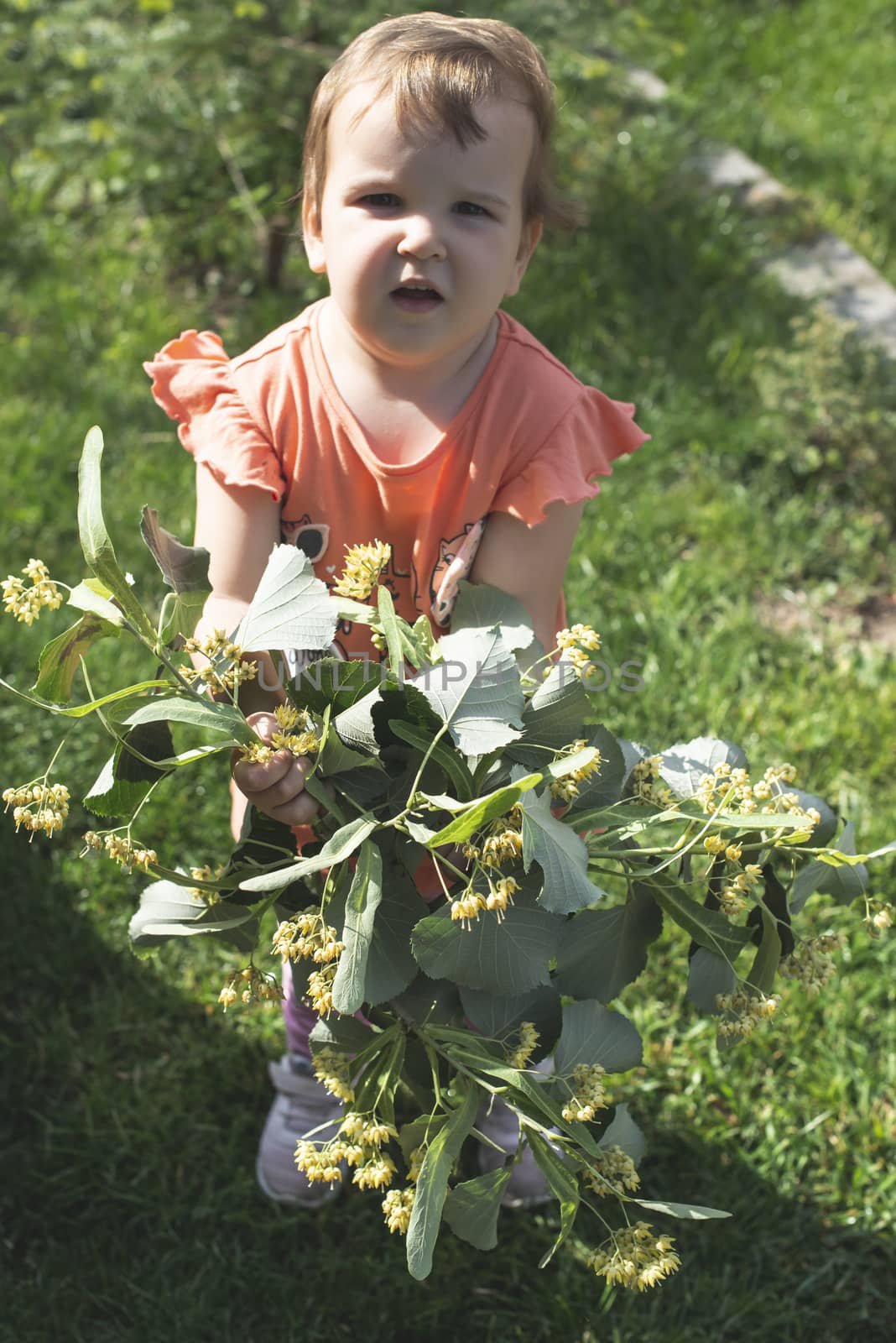 Child hold Linden blossom. Green meadow. Sunny day