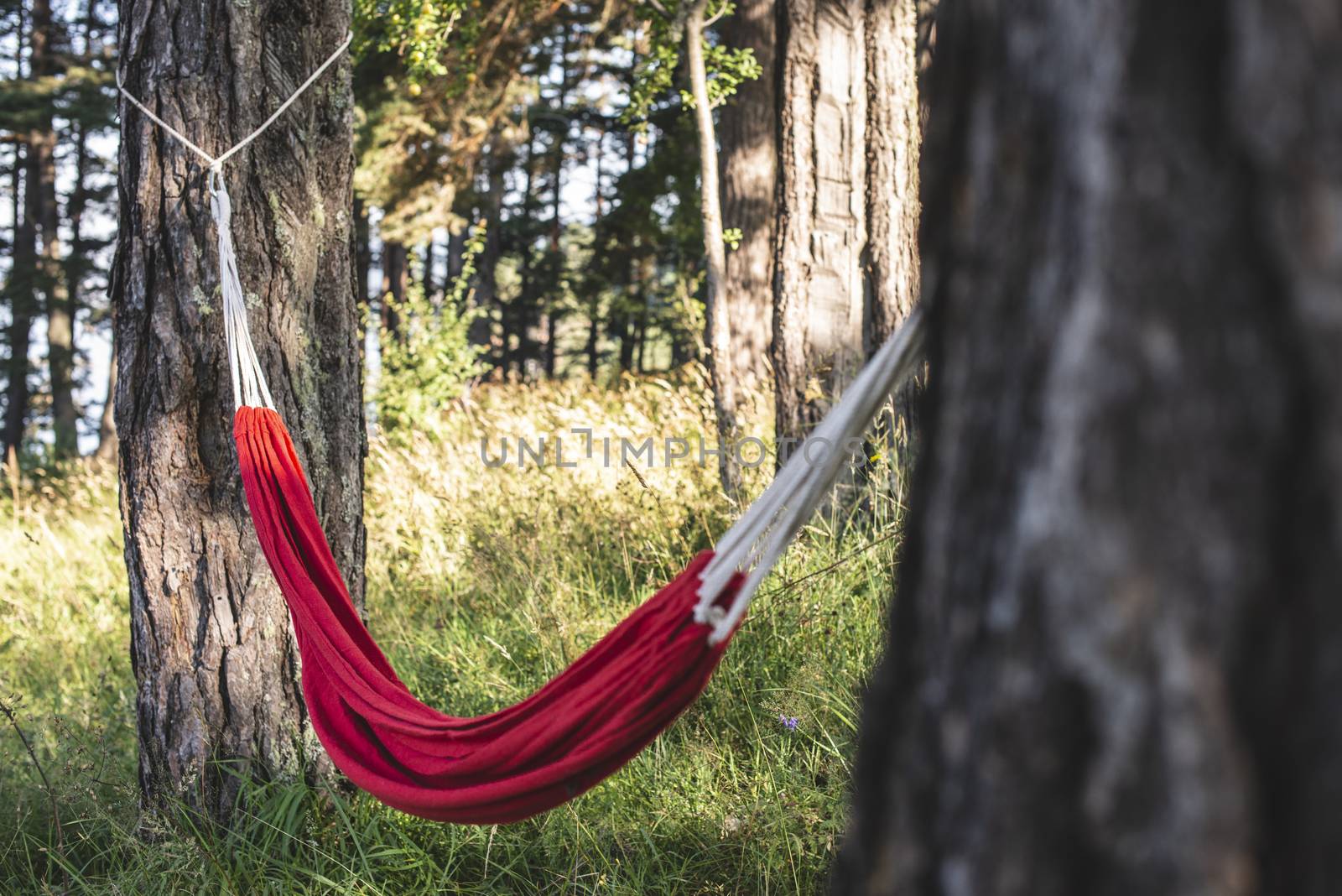 Hammock in the forest.