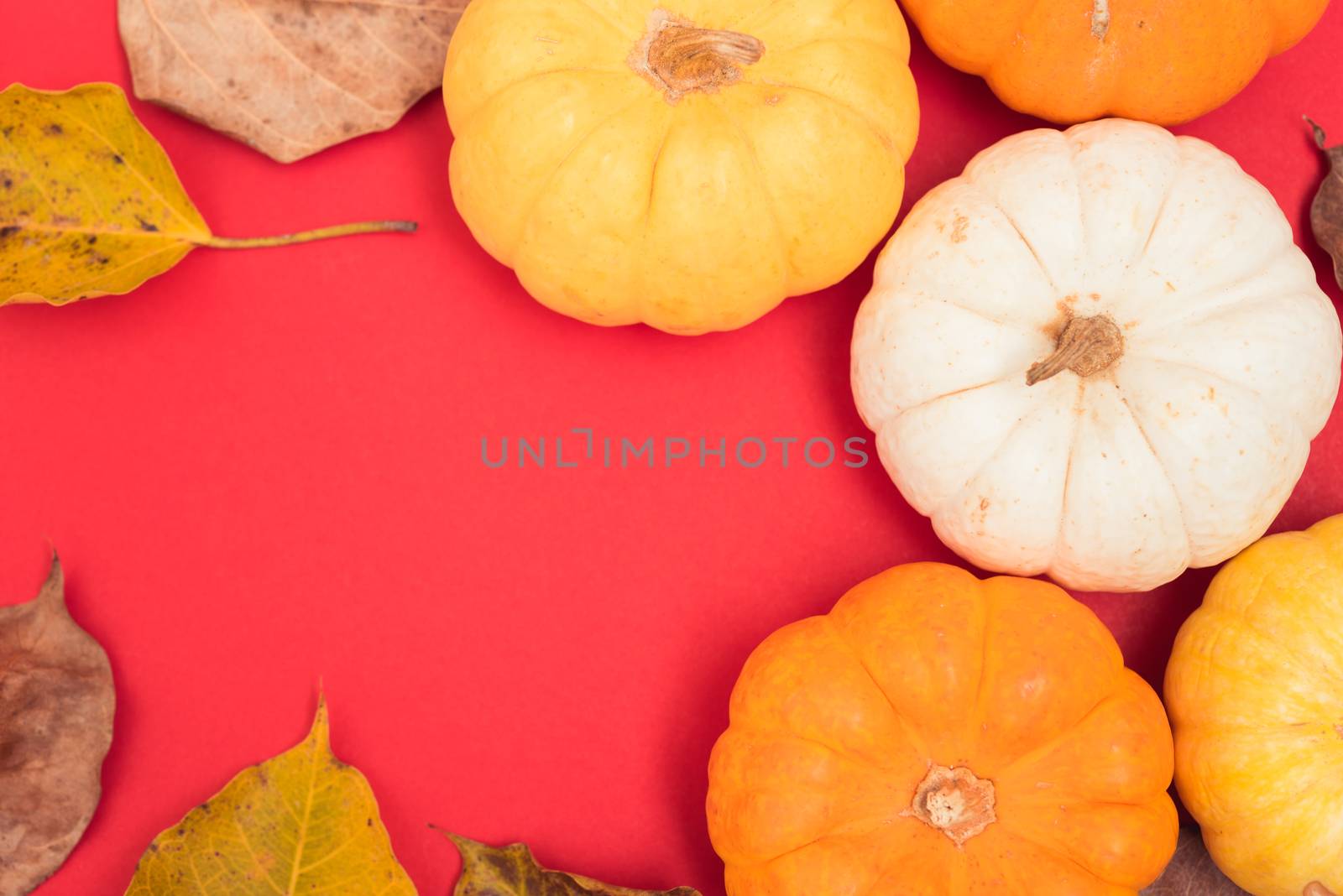 Festive autumn, Halloween and Thanksgiving day pumpkins and leaves on red background with copy space for use