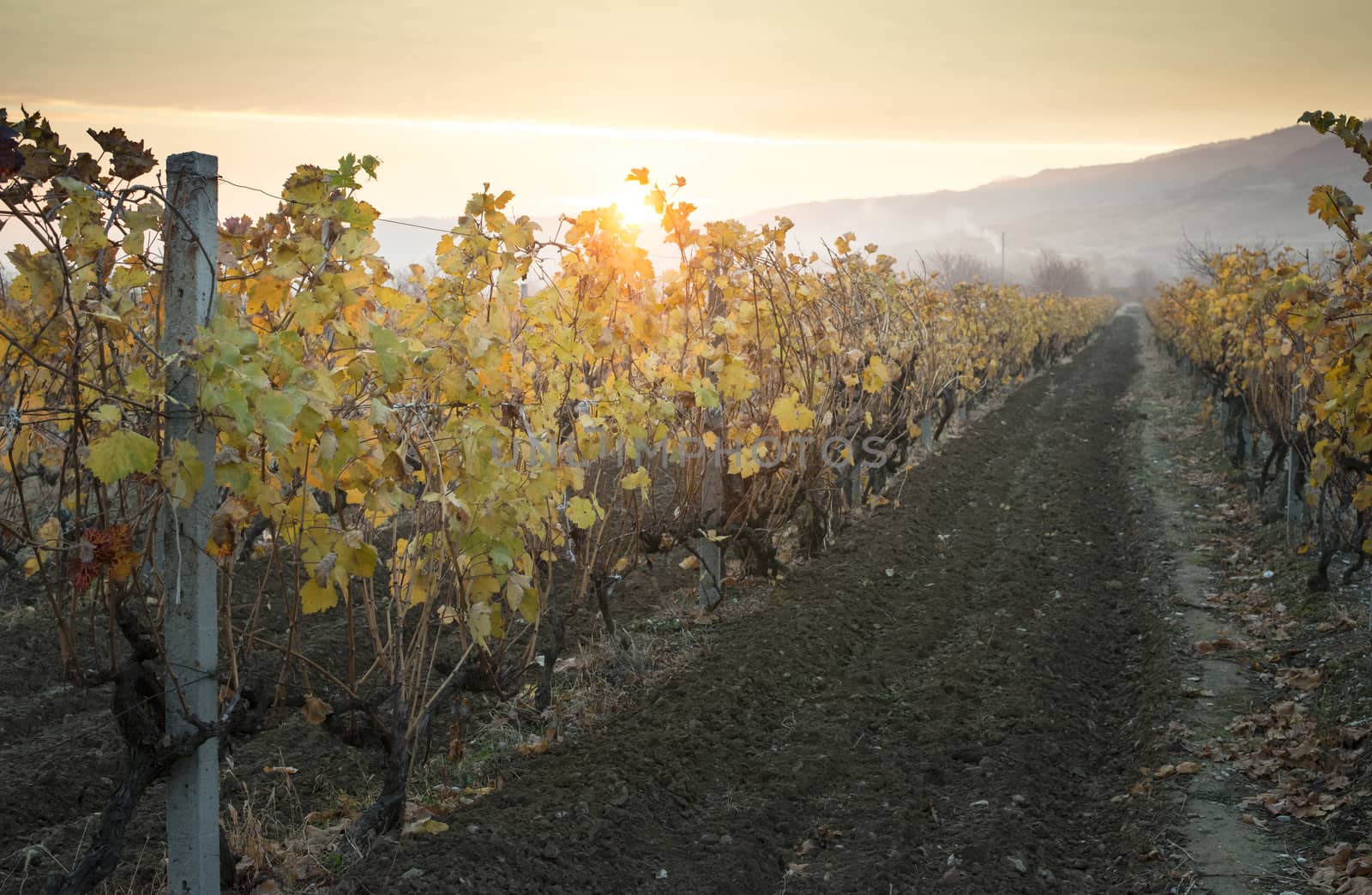 Vineyards on sunrise. Autumn vineyards in the morning. by deyan_georgiev