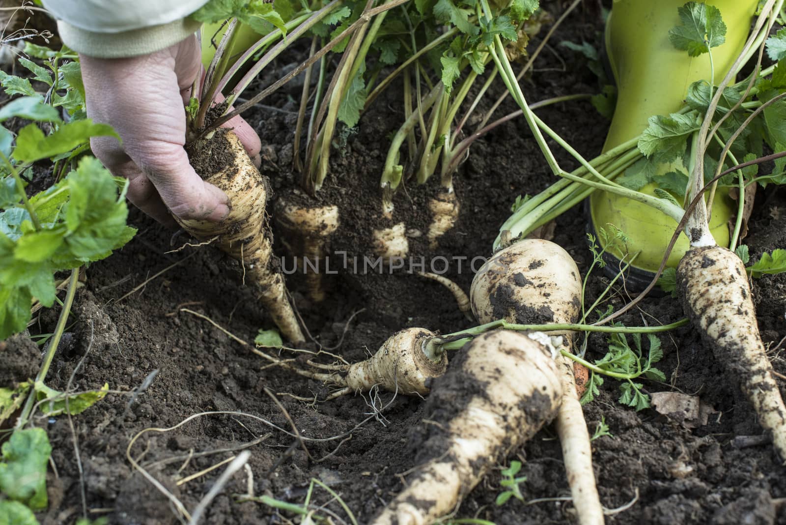 Parsnips in the garden. Woman pulls out parsnips by deyan_georgiev