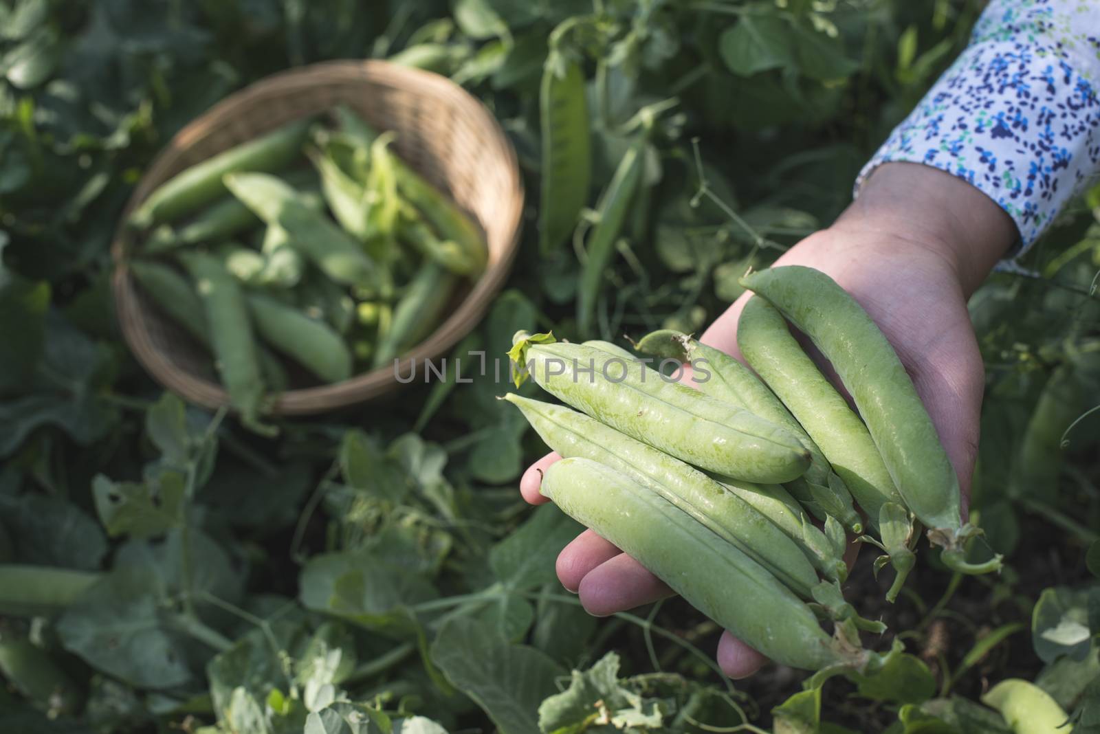 Harvest pea plants in a garden