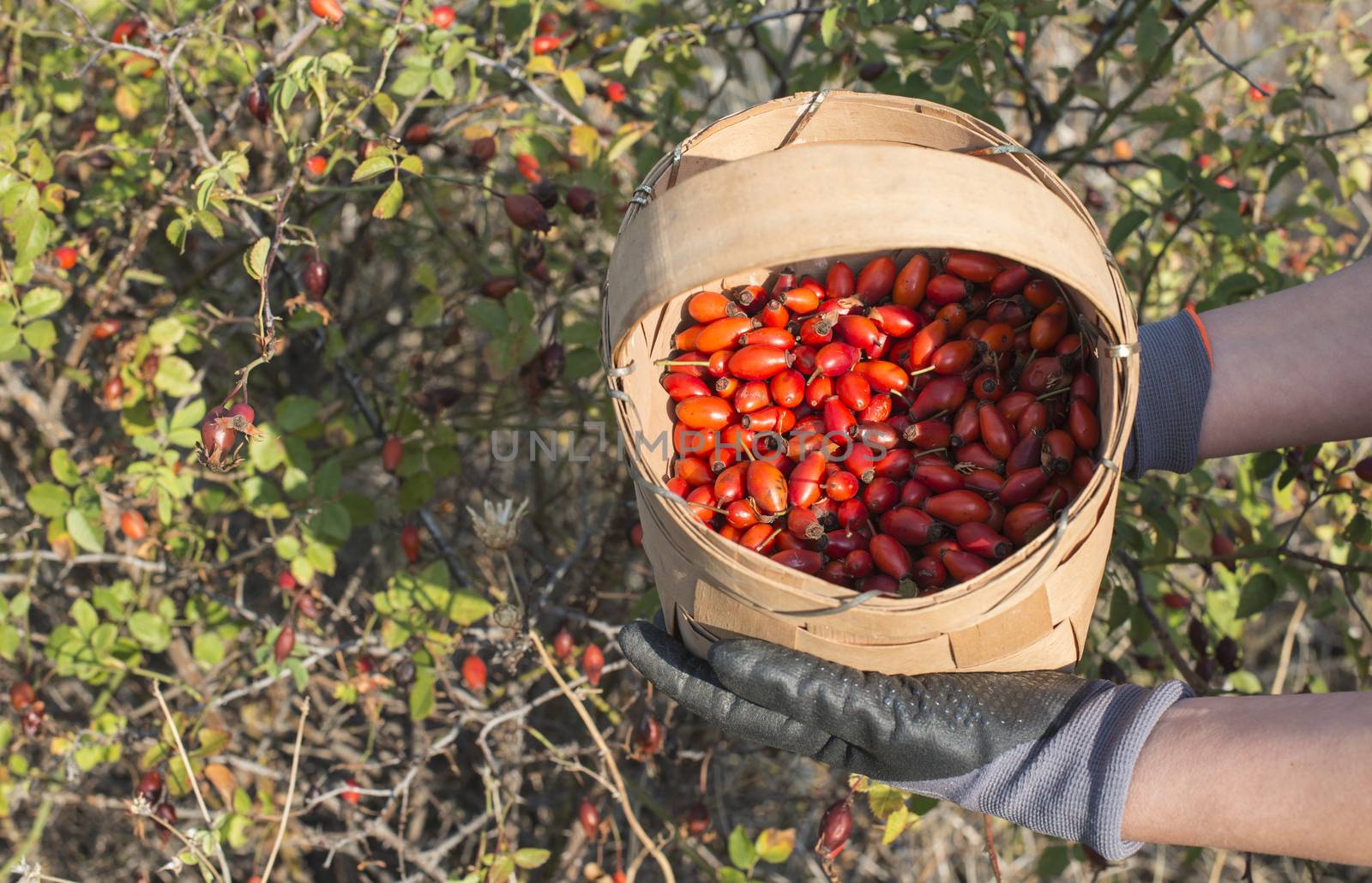 Picking rosehip. Sunset