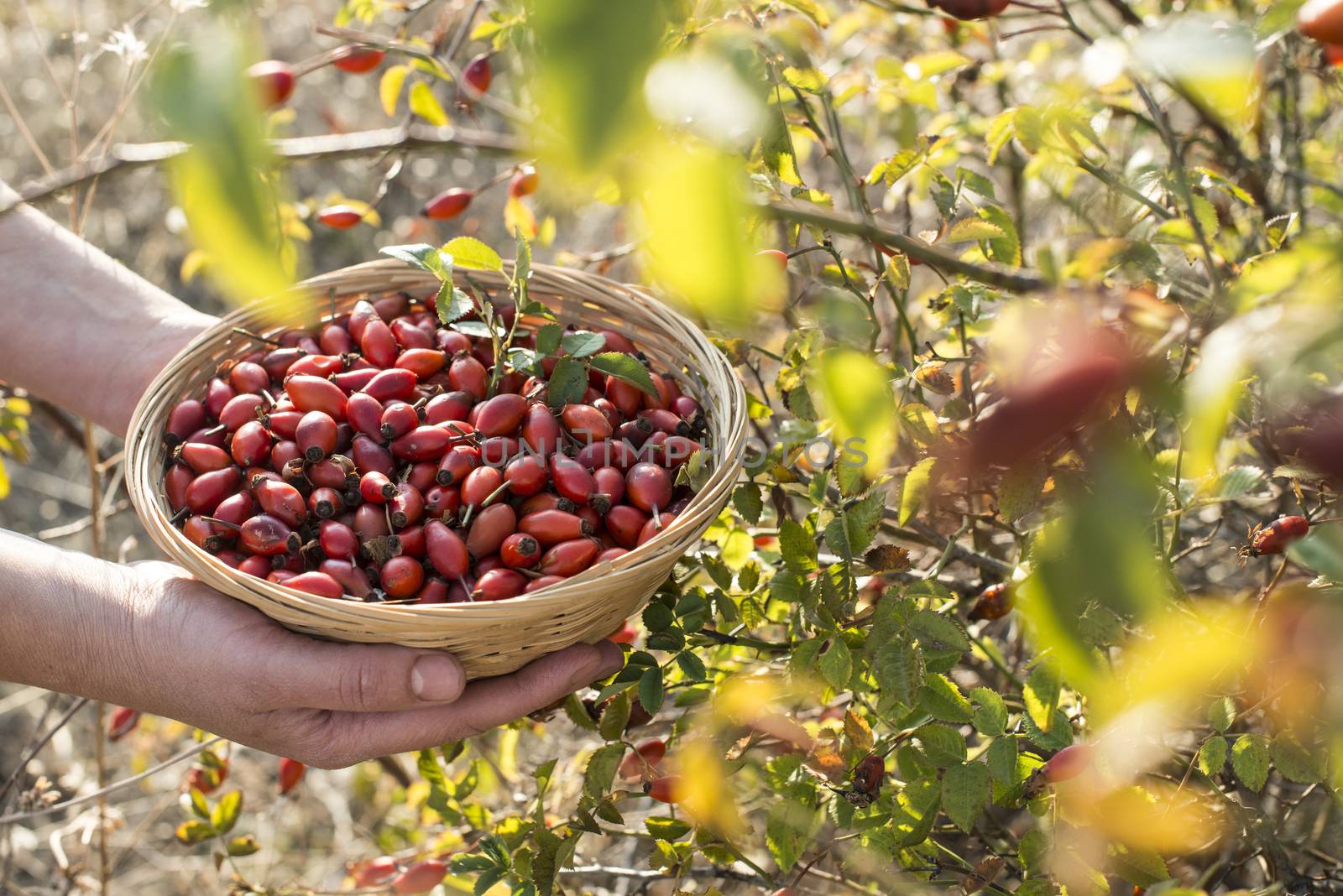 Rosehip in a basket by deyan_georgiev