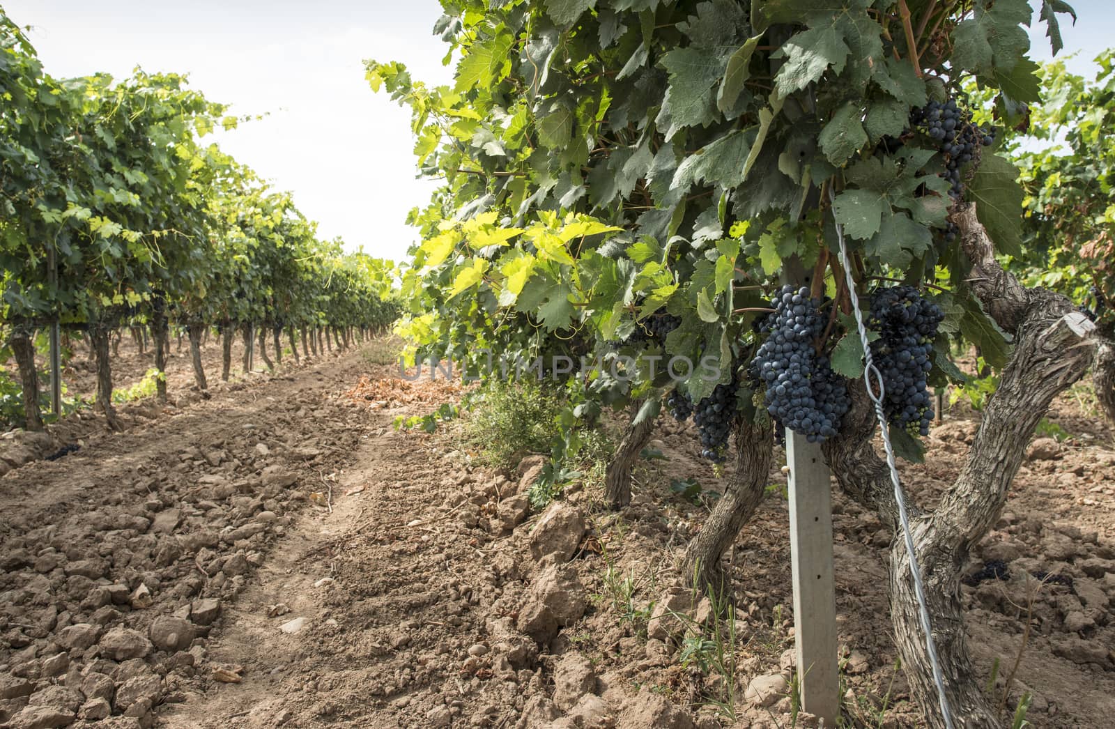 Red wine grapes. Vineyards