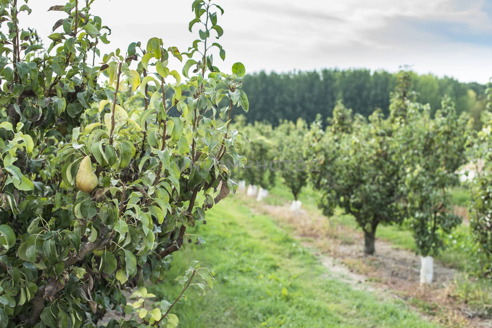 Pears in orchard.  by deyan_georgiev