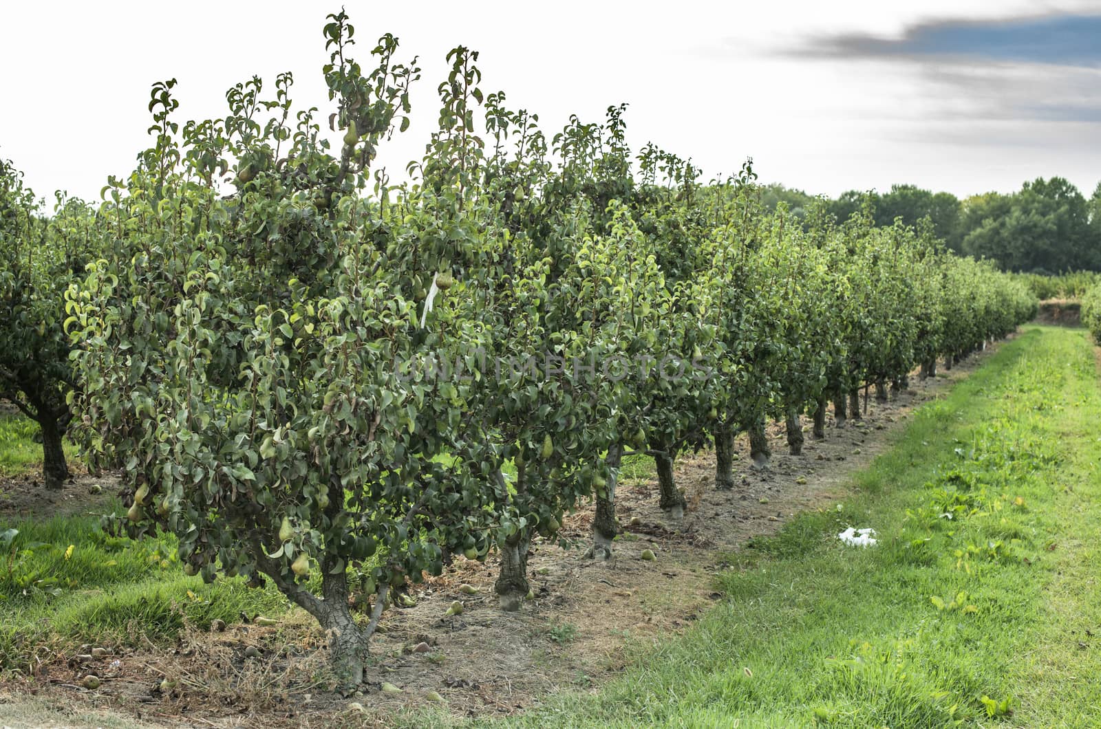 Pears in orchard. Pears trees