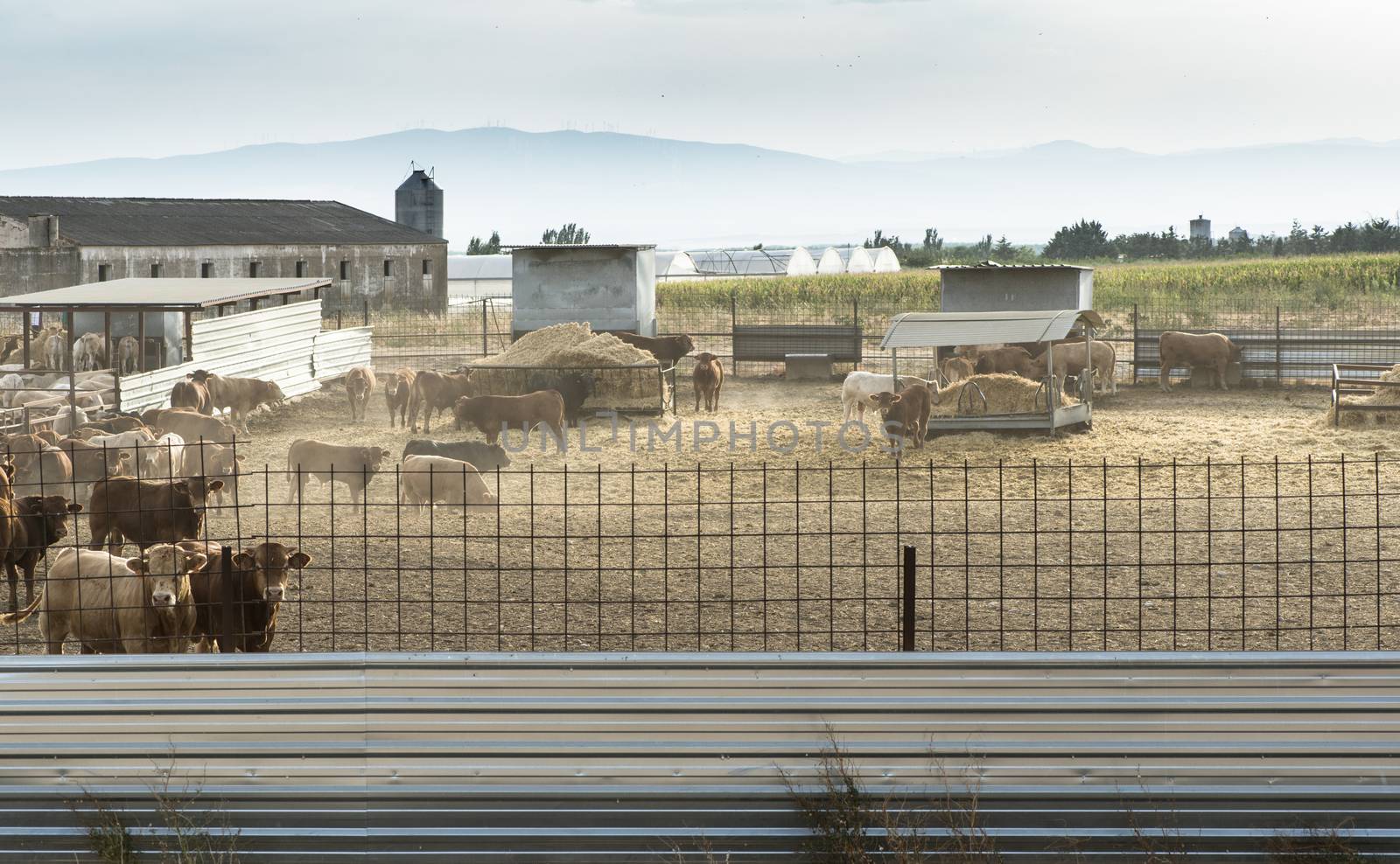 Bulls in a farm by deyan_georgiev