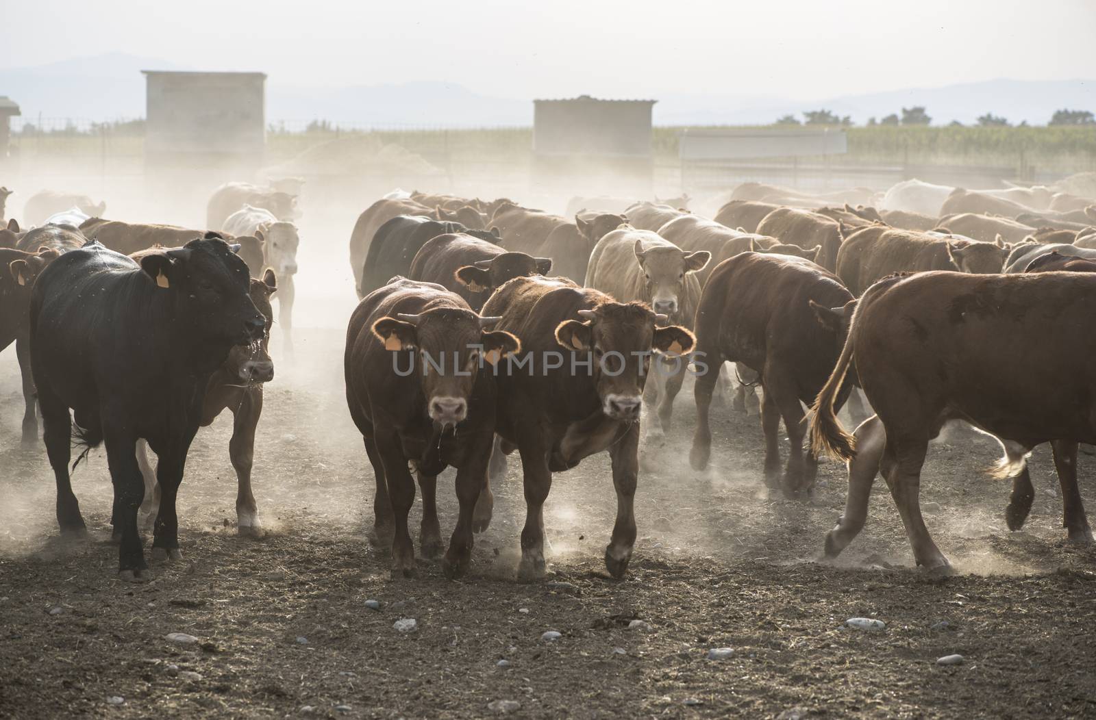 Bulls in a farm by deyan_georgiev