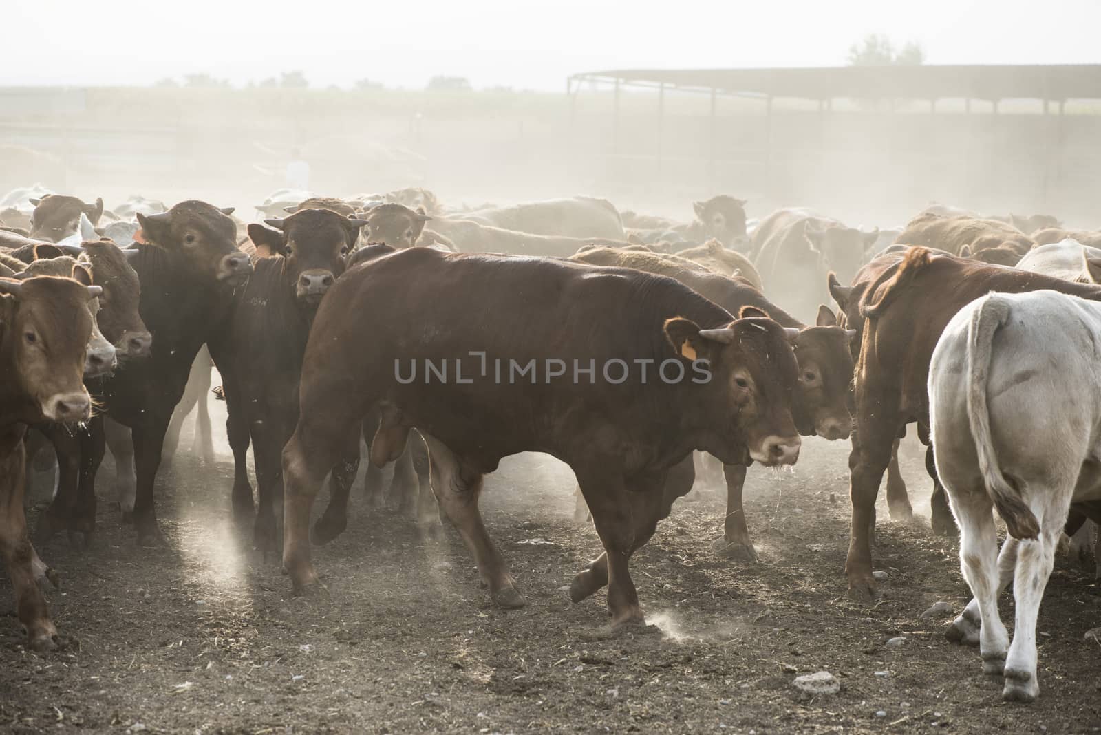 Calves in farm for veal. 