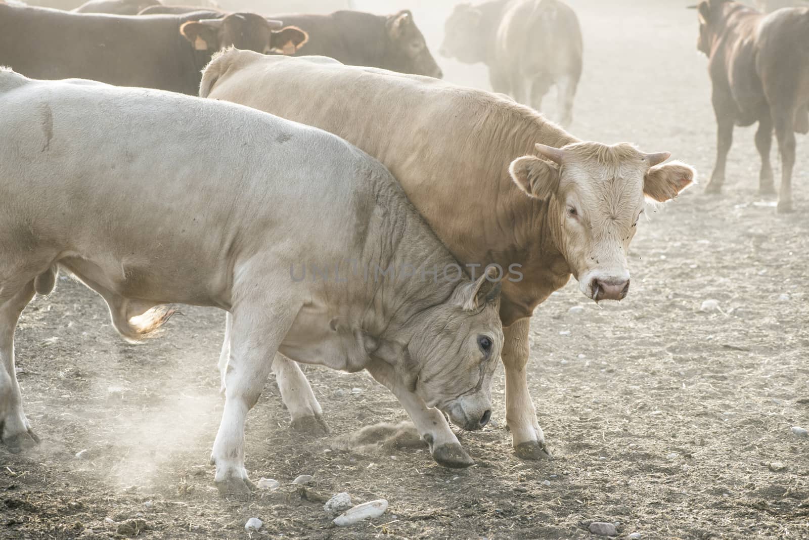 Calves in farm for veal. 