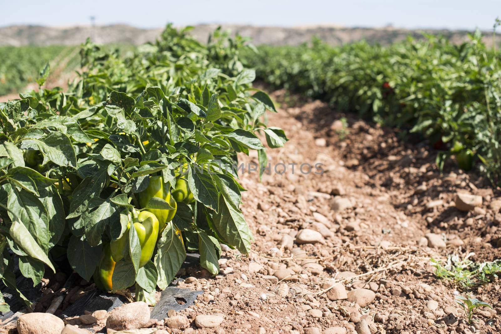 Growing peppers in the field by deyan_georgiev