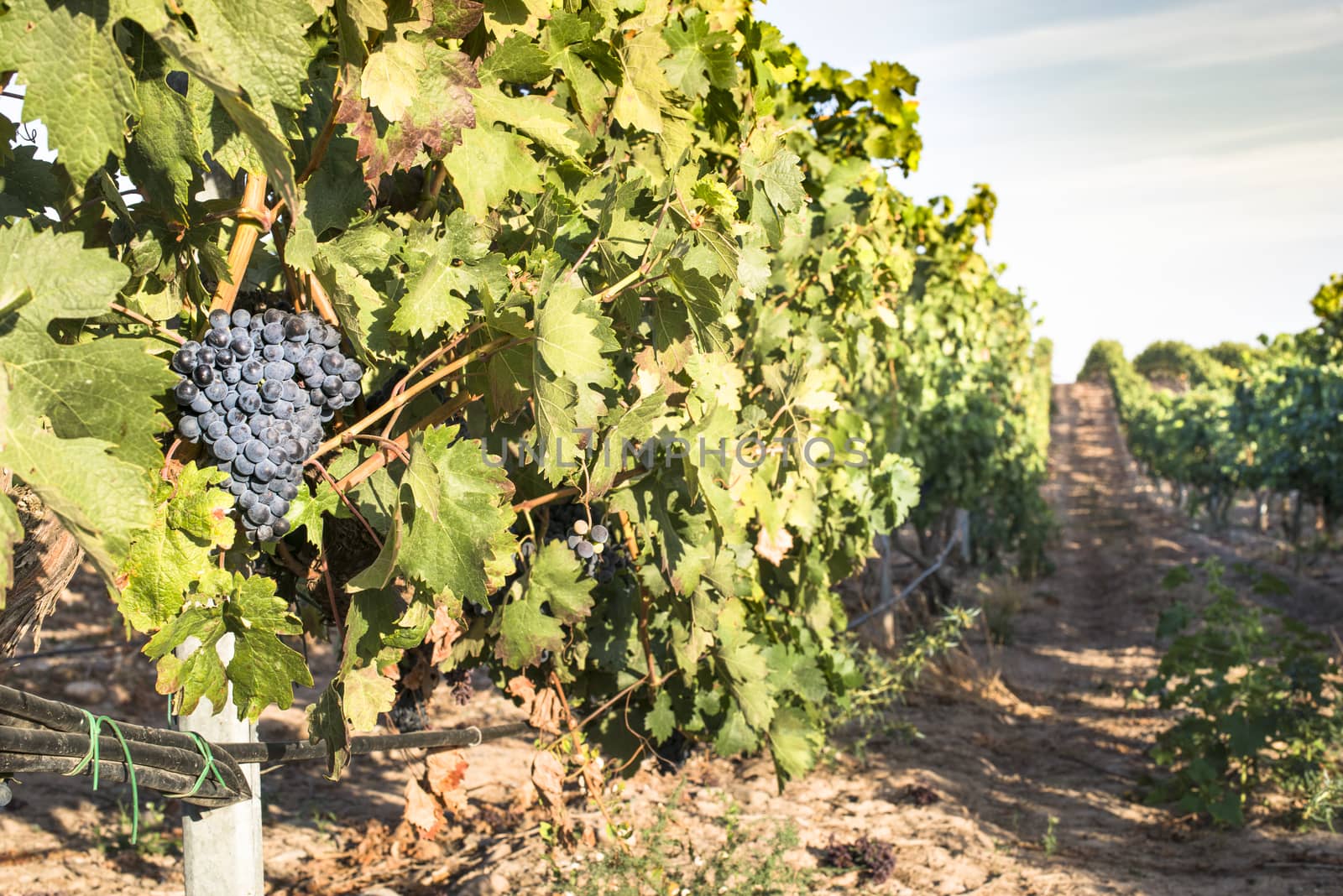 Red wine grapes. Vineyards