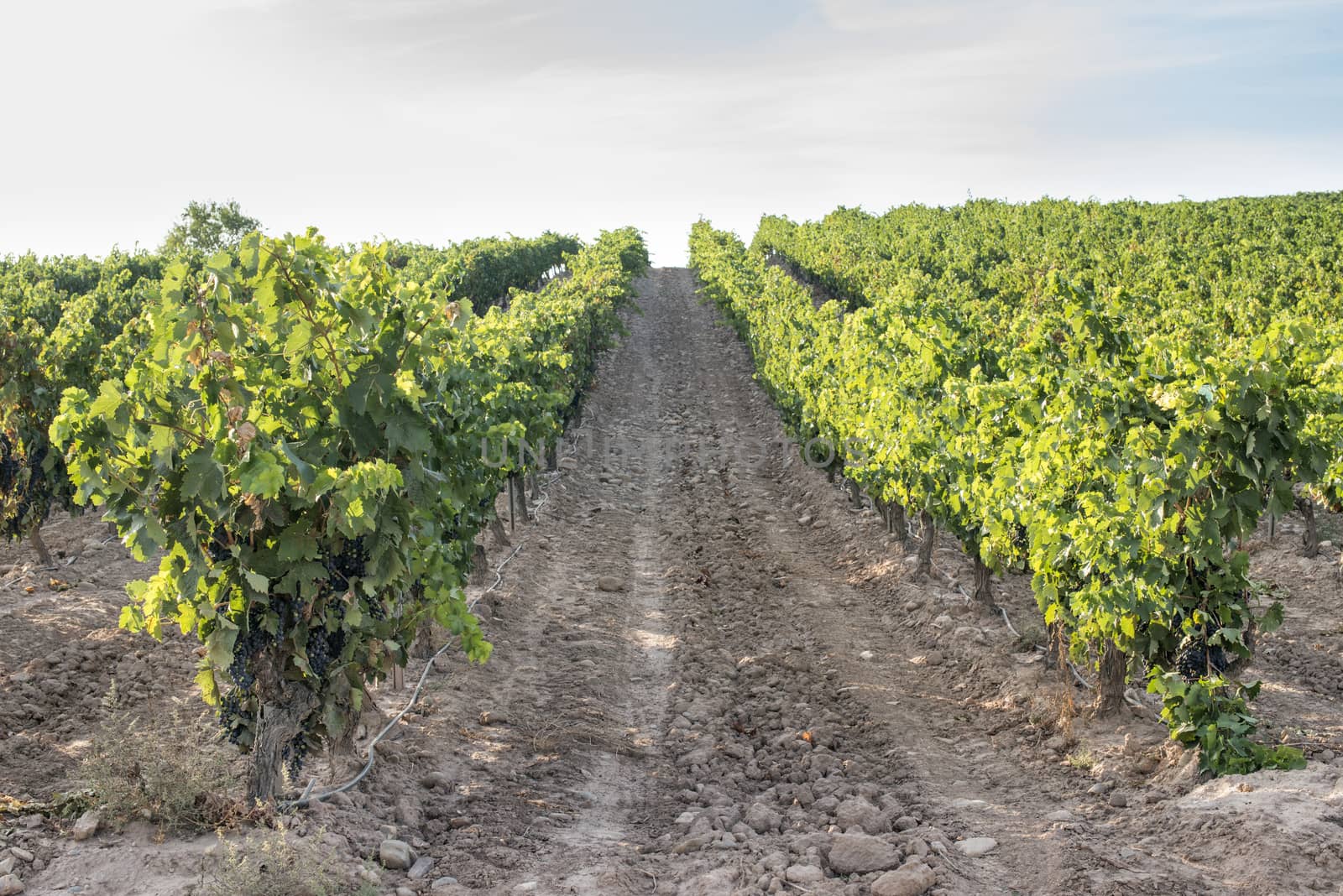 Vine grapes on sunlight