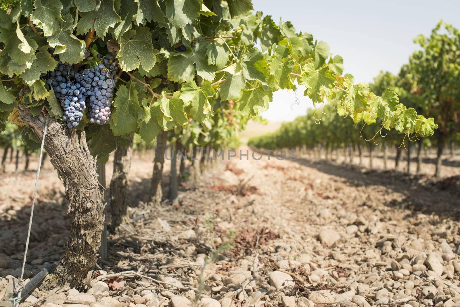 Red wine grapes. Vineyards