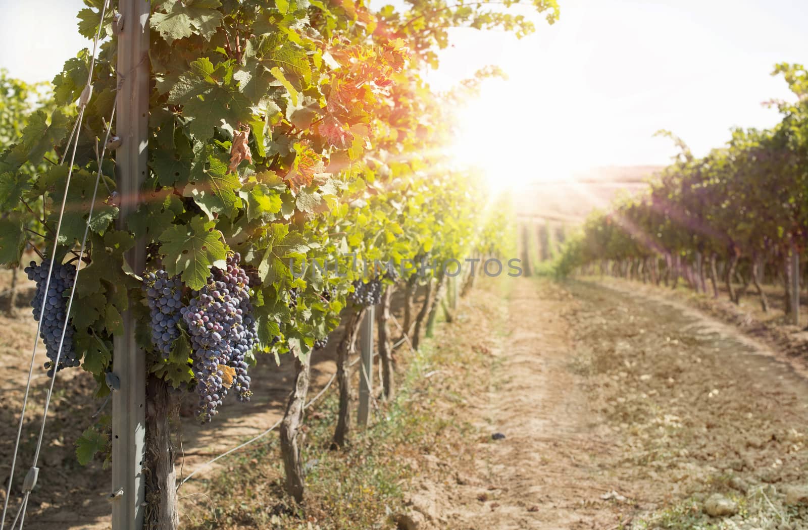 Grapes on sunset. Yellow red sun rays. Backlight sun by deyan_georgiev