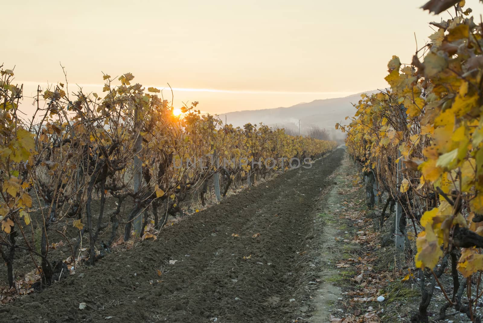 Vineyards on sunrise. Autumn vineyards in the morning. by deyan_georgiev