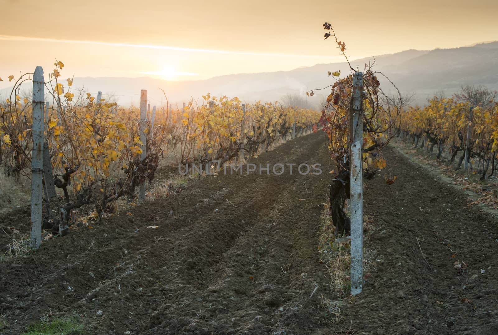 Vineyards on sunrise. Autumn vineyards in the morning. Sunbeams