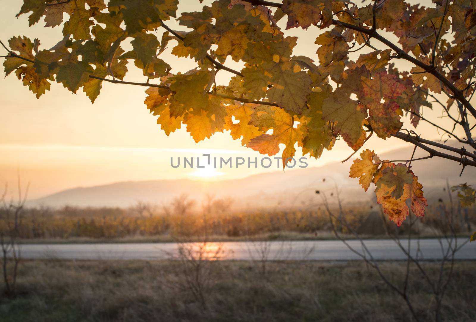 Autumn vine leaves. Sunrise and yellow vine leaves. Sunbeams