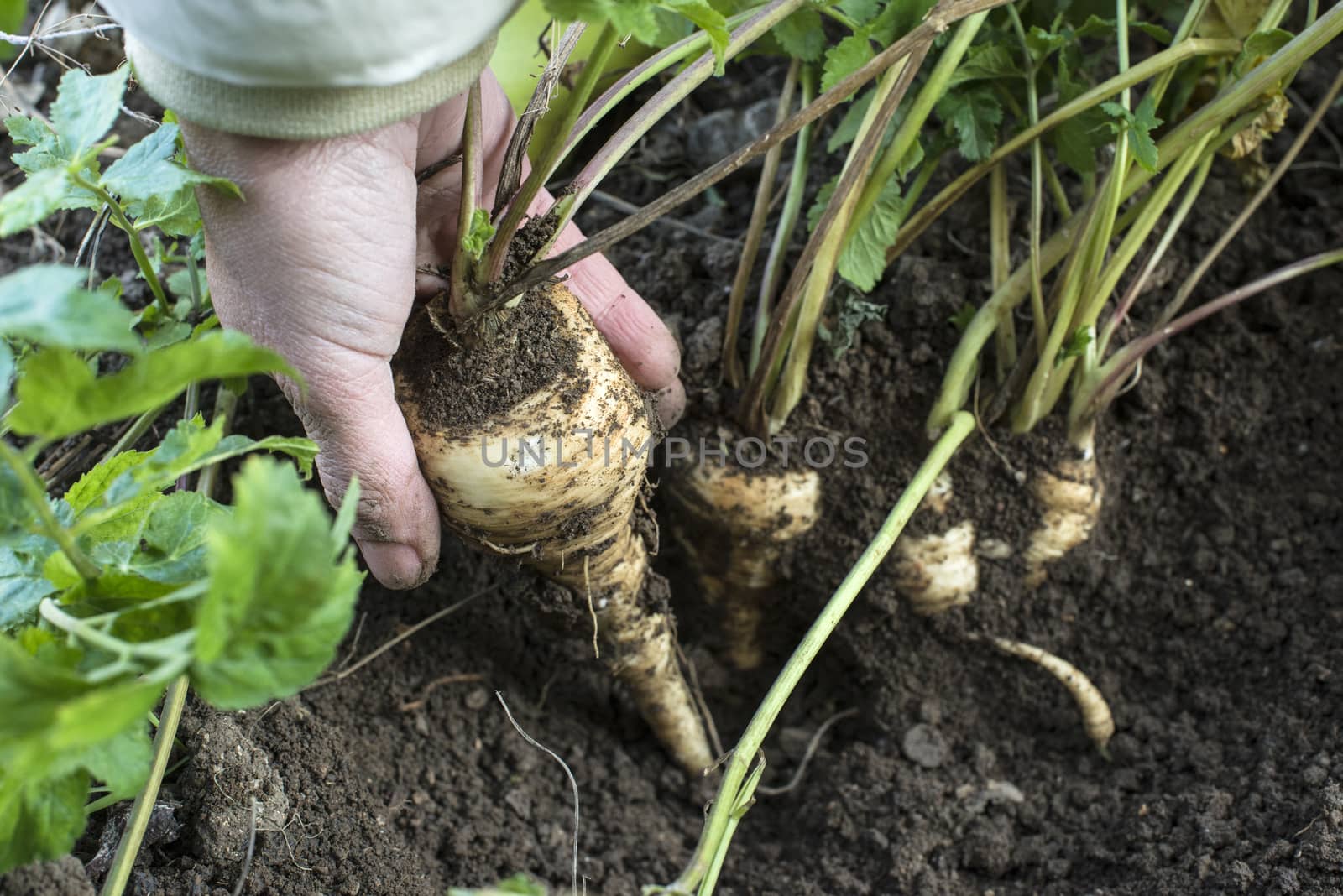 Parsnips in the garden. Woman pulls out parsnips by deyan_georgiev