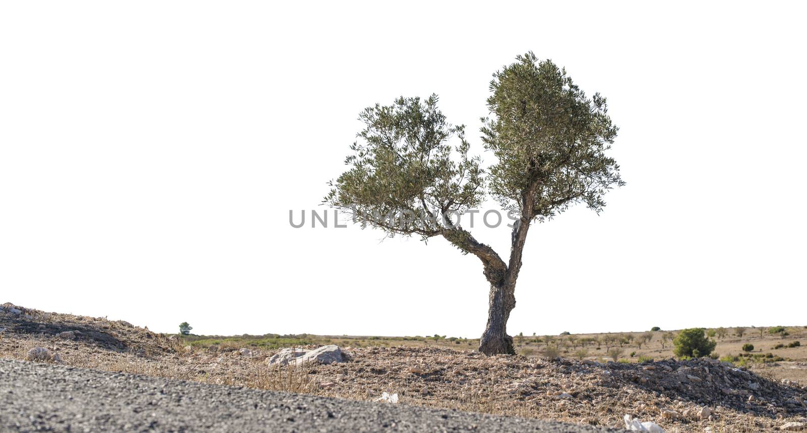 Isolated olive tree. Low poinf of view