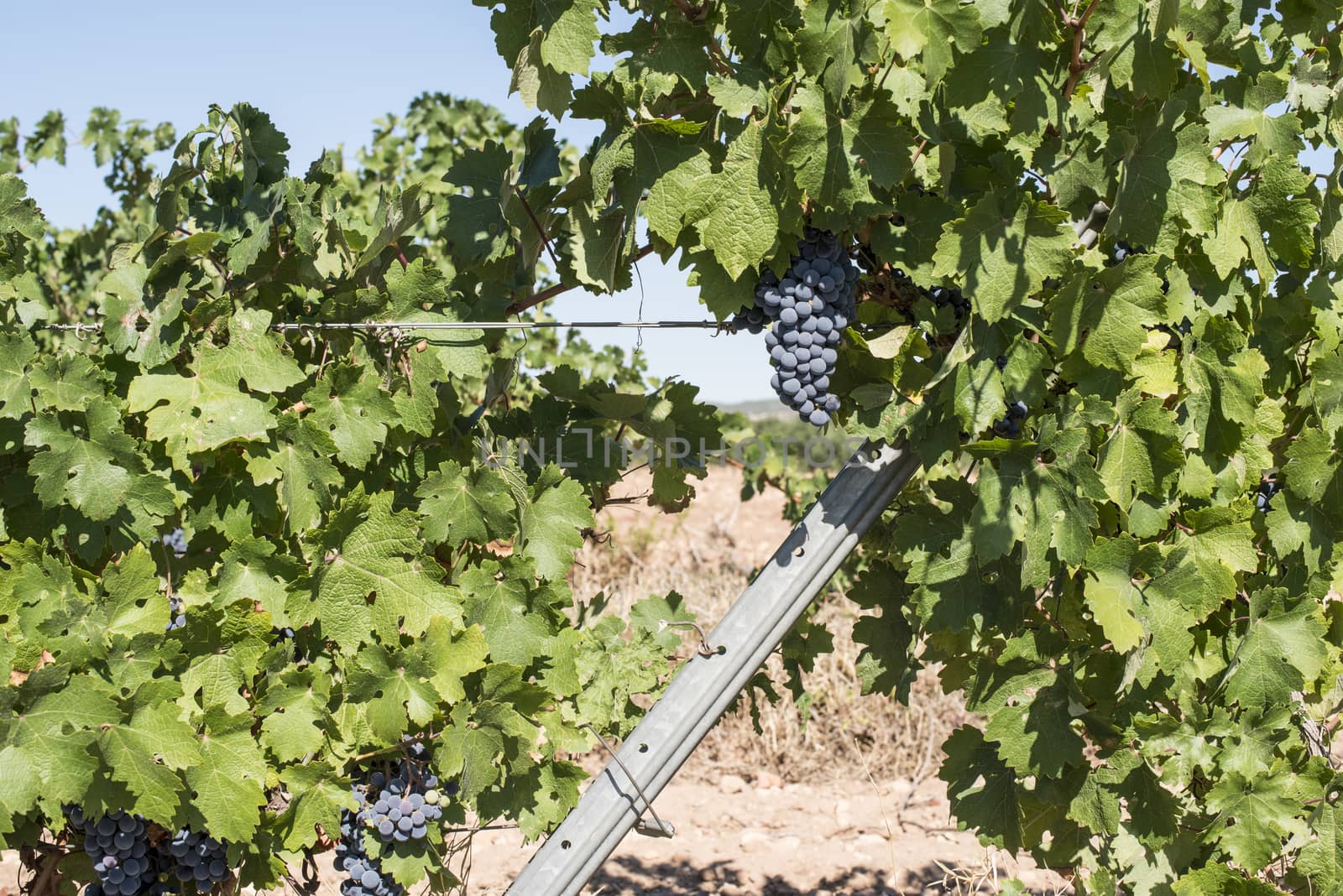 Red wine grapes. Vineyards