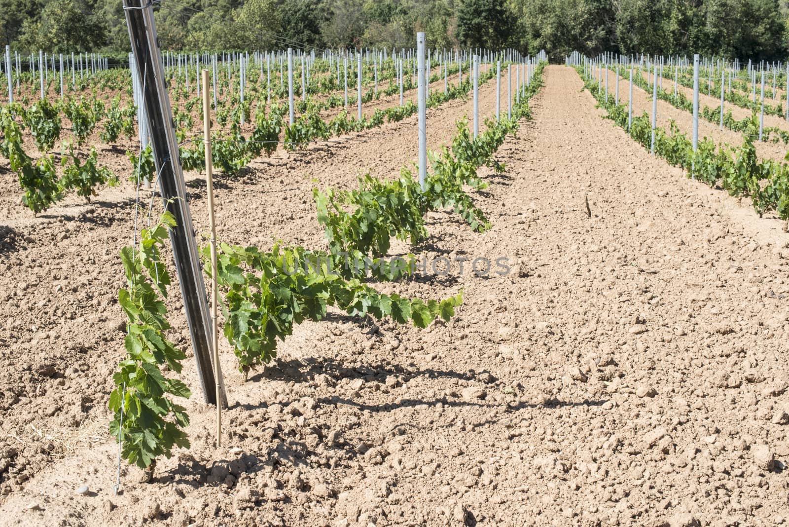 Young vines in rows