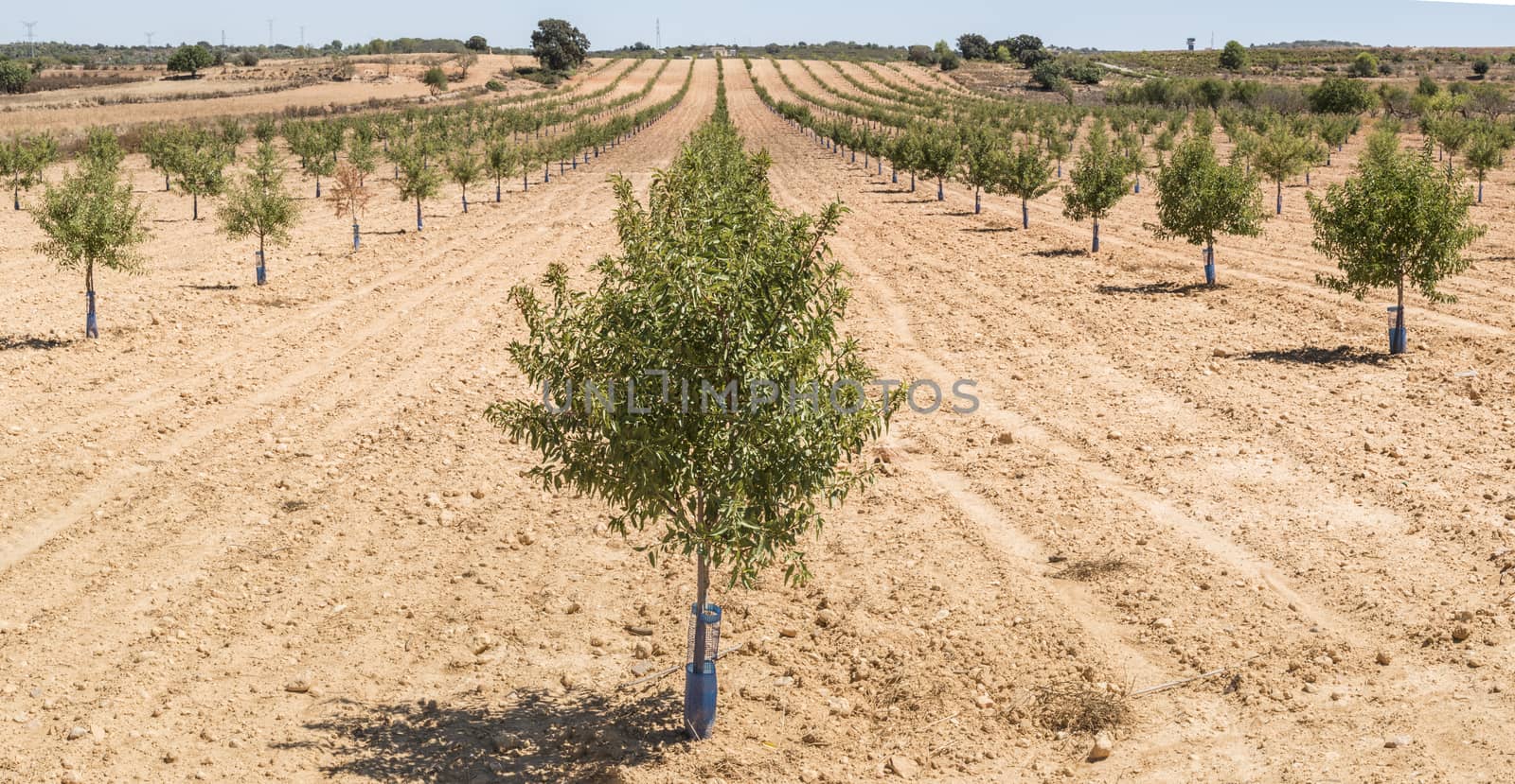 Almond plantation trees in a row.