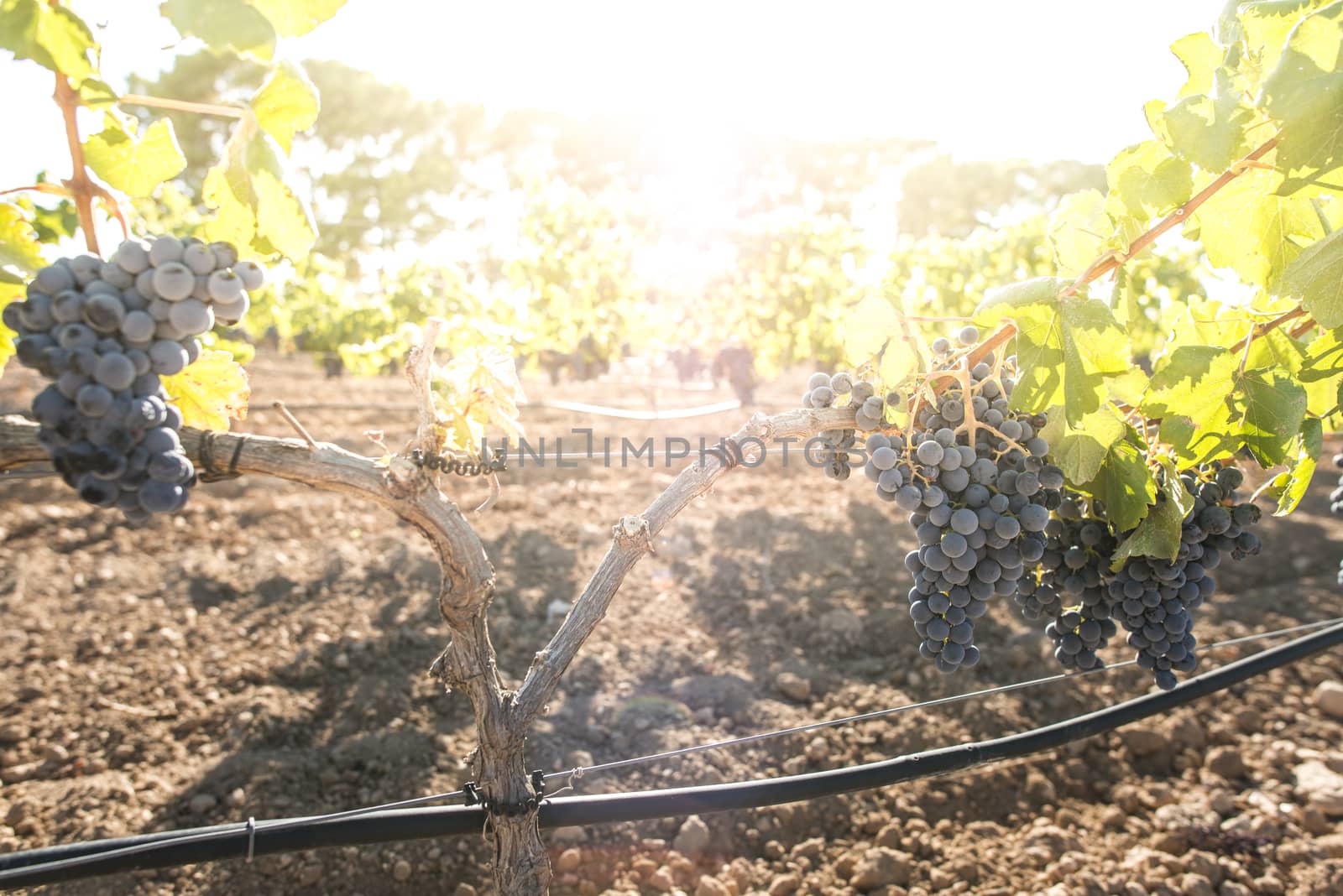 Vine grapes on sun backlight