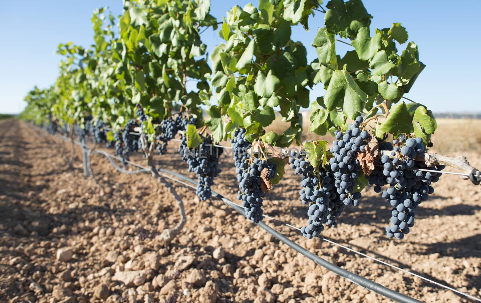 Red wine grapes.  by deyan_georgiev