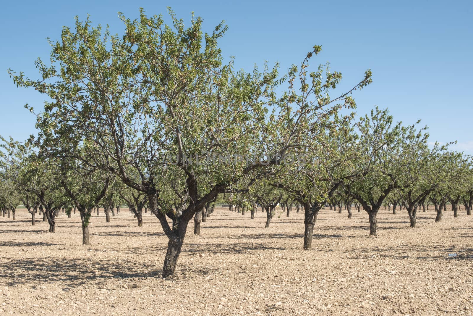 Almond plantation trees in a row.