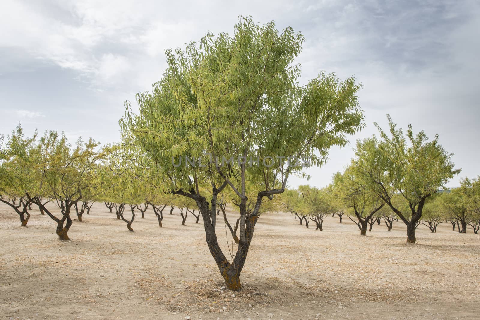 Almond plantation trees in a row.