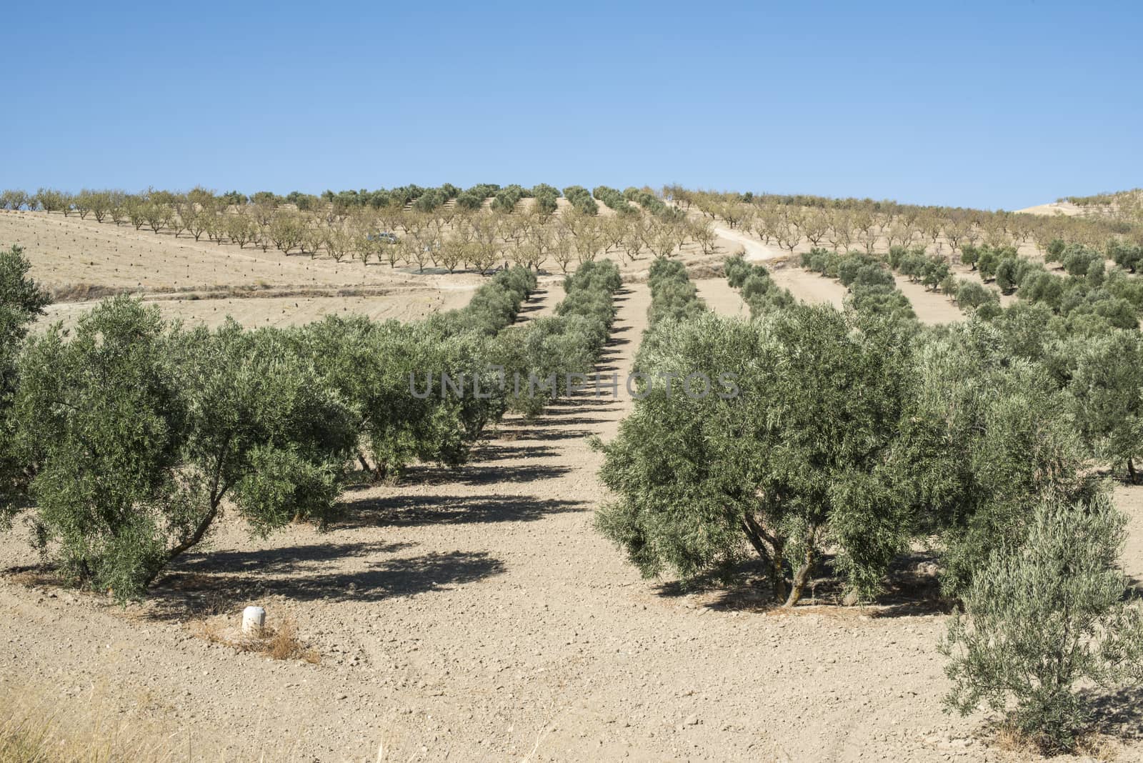 Olive trees in a row. Olive plantation