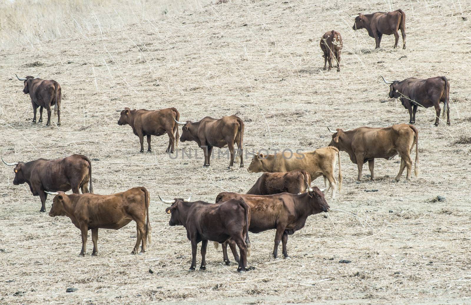 Cows on dairy farm. Brown cows