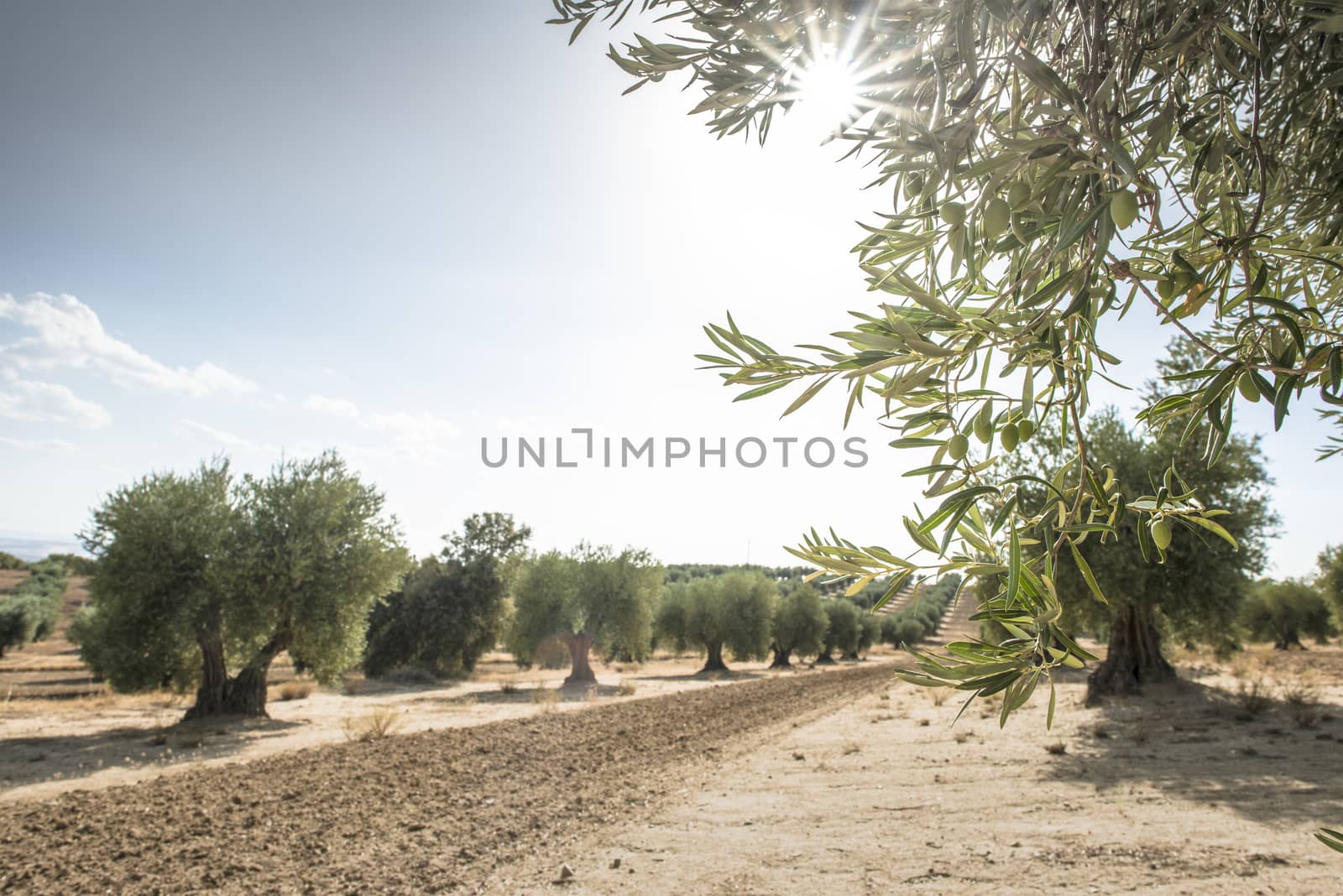 Olive branch with green olives