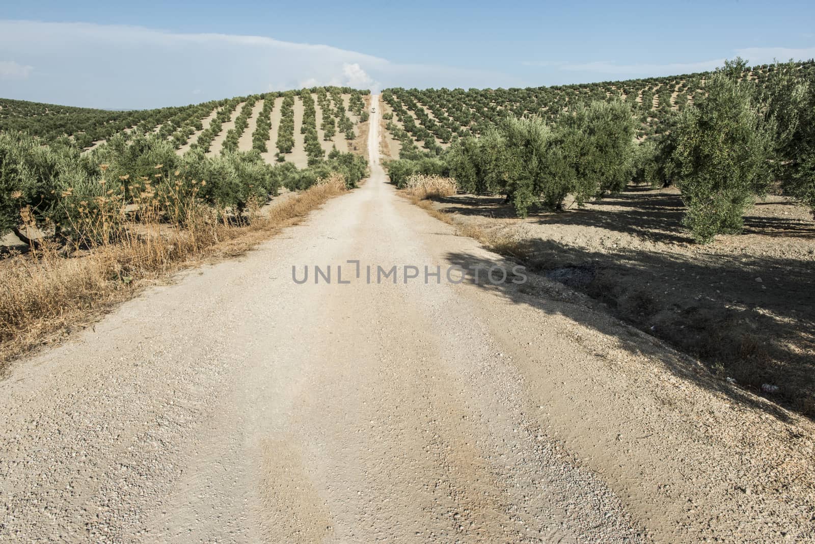 Olive trees and dirt road in olive plantation