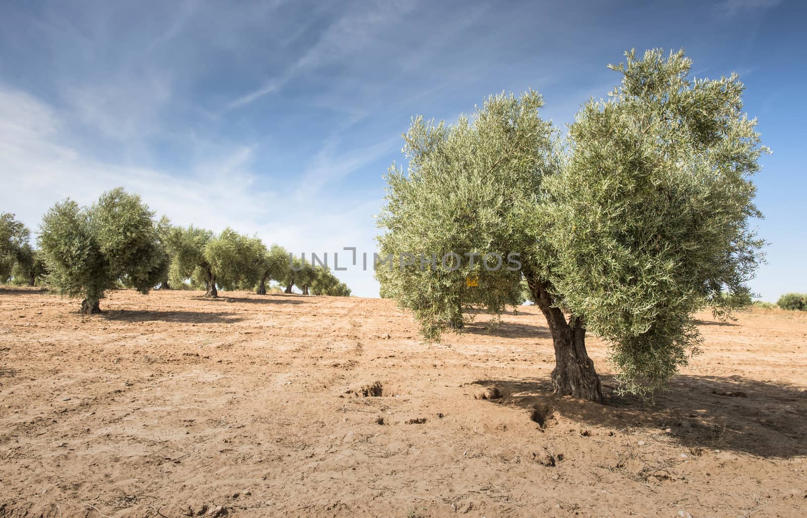 Olive plantation with many trees.