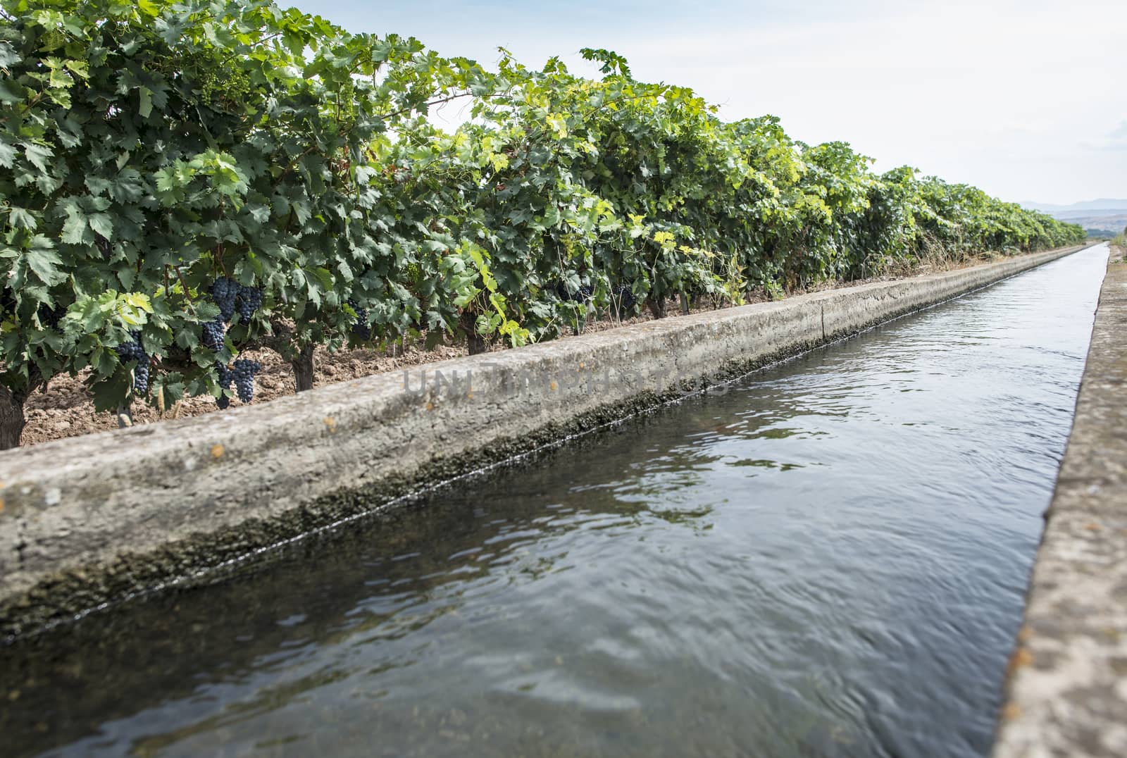 Vineyards and close up irrigation canal.