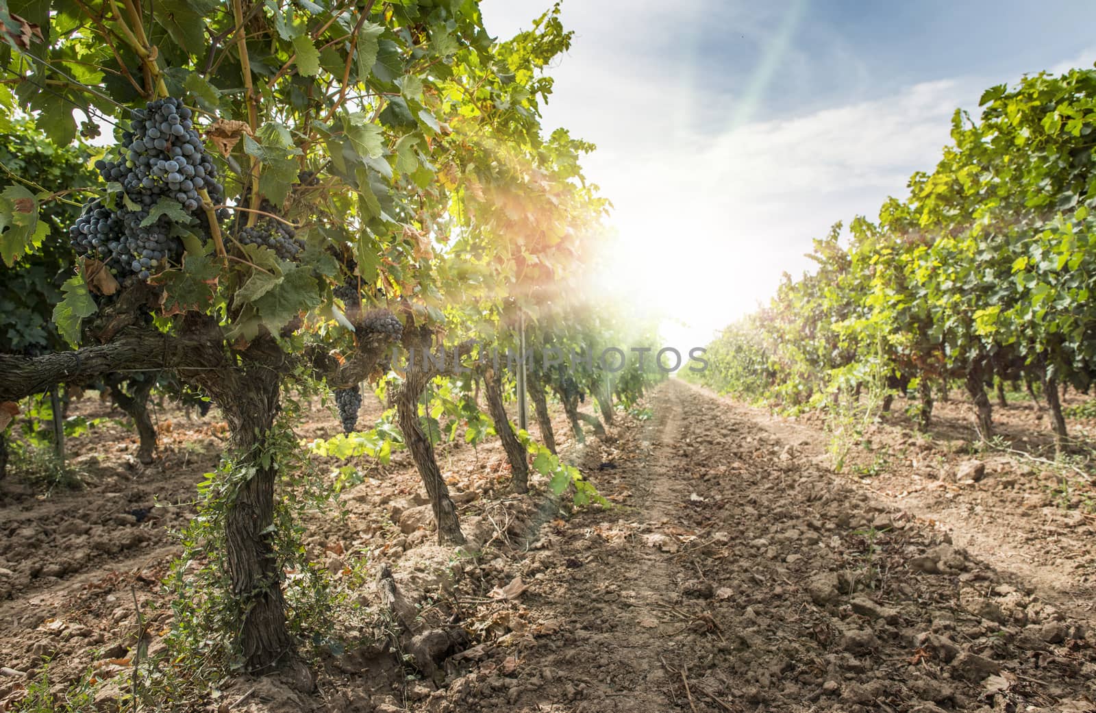 Grapes on sunset. Yellow red sun rays. Backlight sun