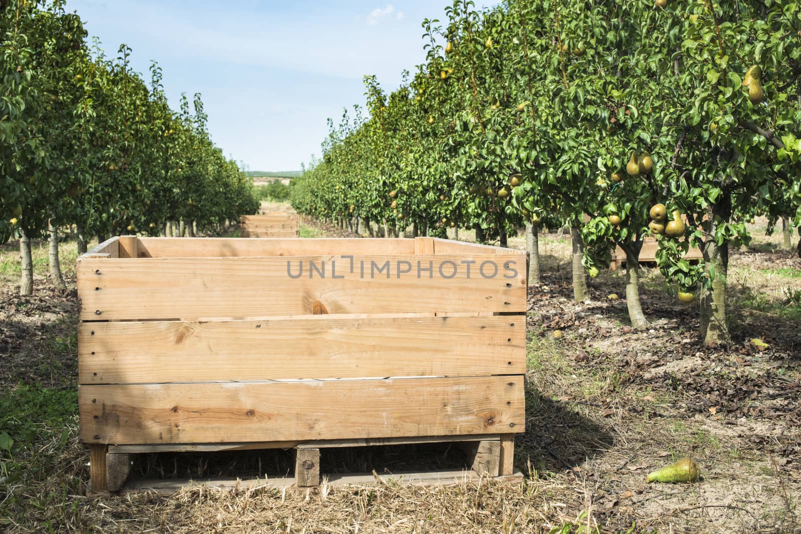 Pears in orchard. Pears trees and a big wooden crate