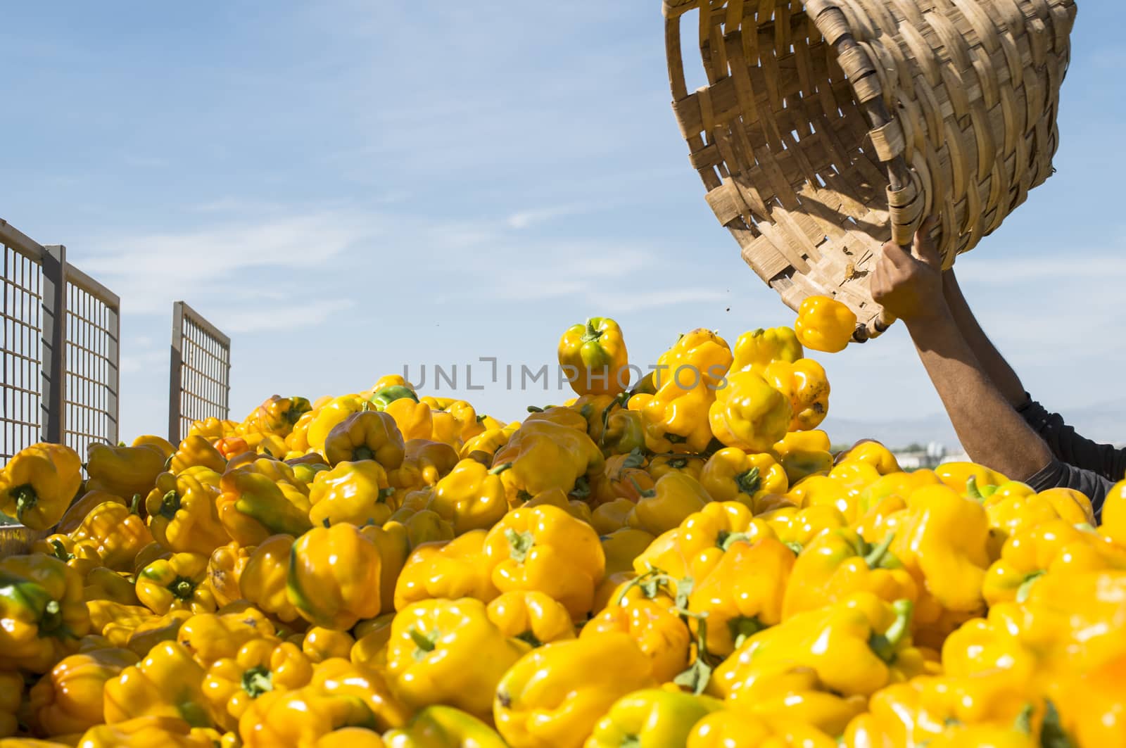 Picking peppers on agriculture field by deyan_georgiev