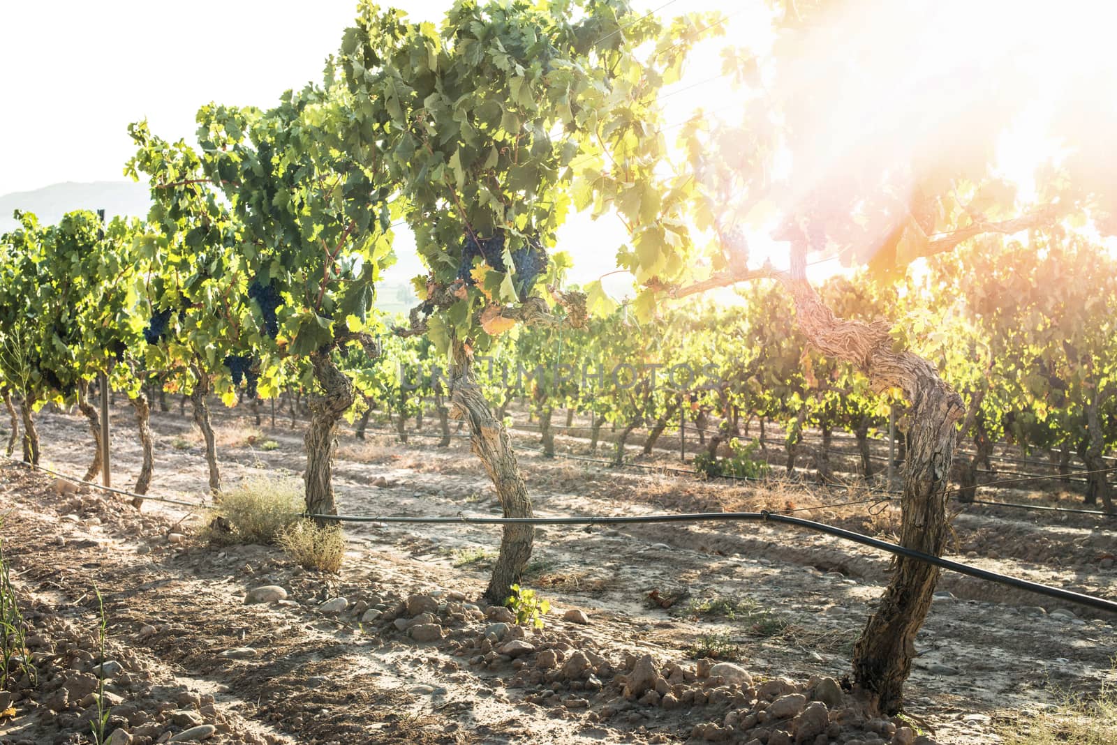 Grapes on sunset. Yellow red sun rays. Backlight sun