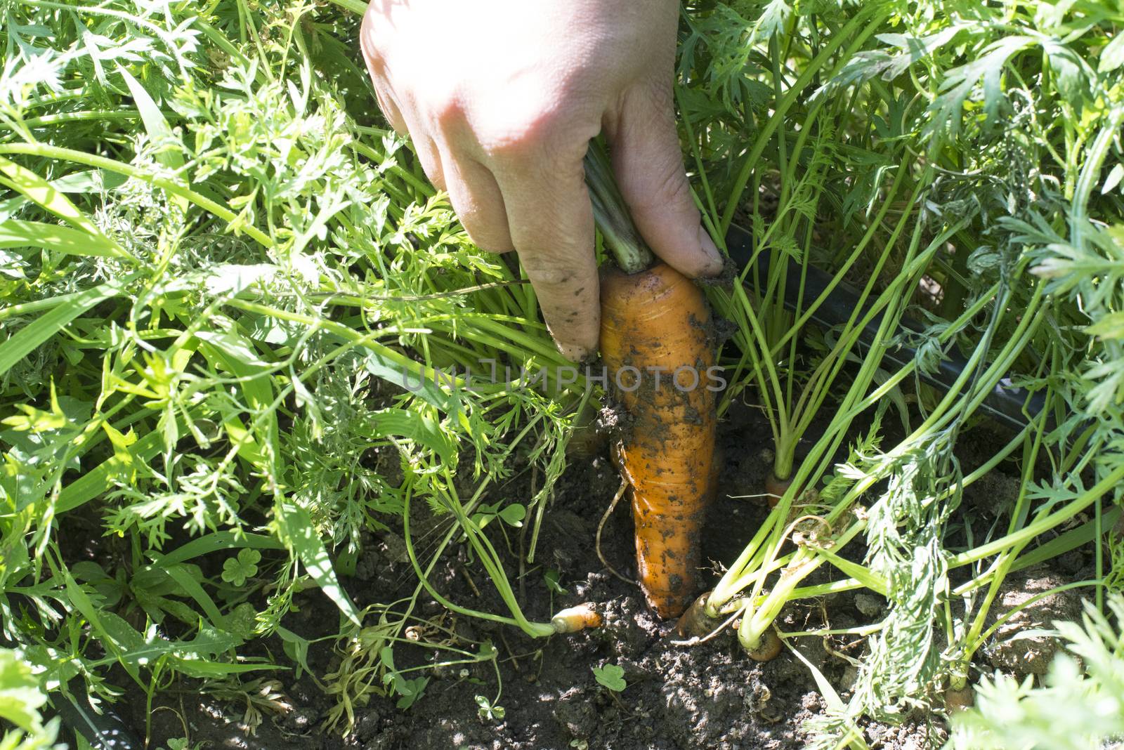 Woman harvest carrots in the garden