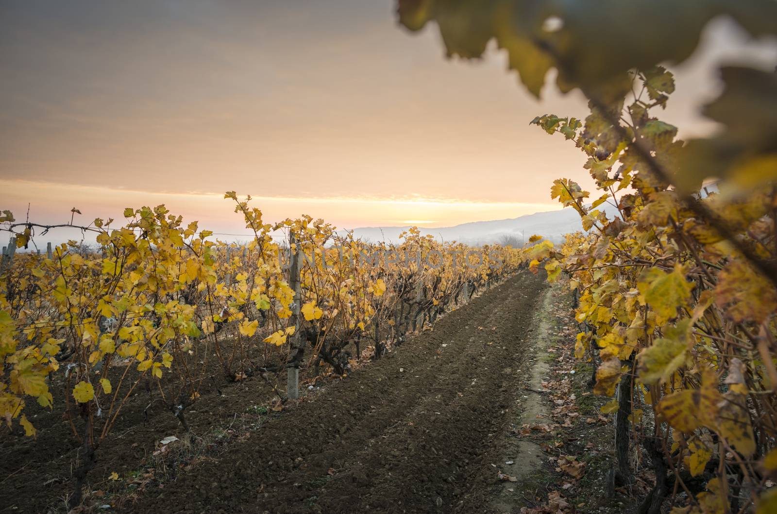 Vineyards on sunrise. Autumn vineyards in the morning. by deyan_georgiev