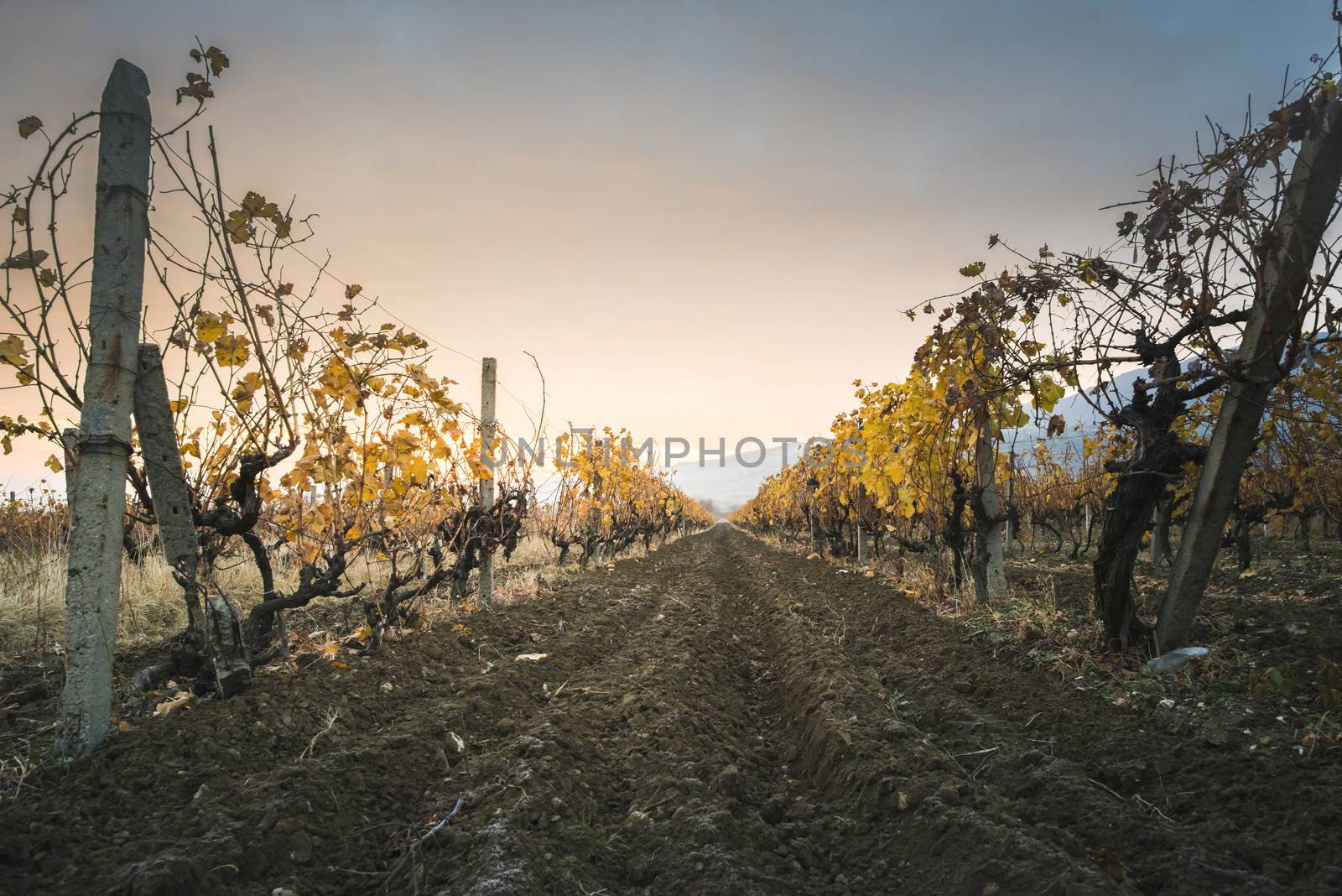 Vineyards on sunrise. Autumn vineyards in the morning. by deyan_georgiev